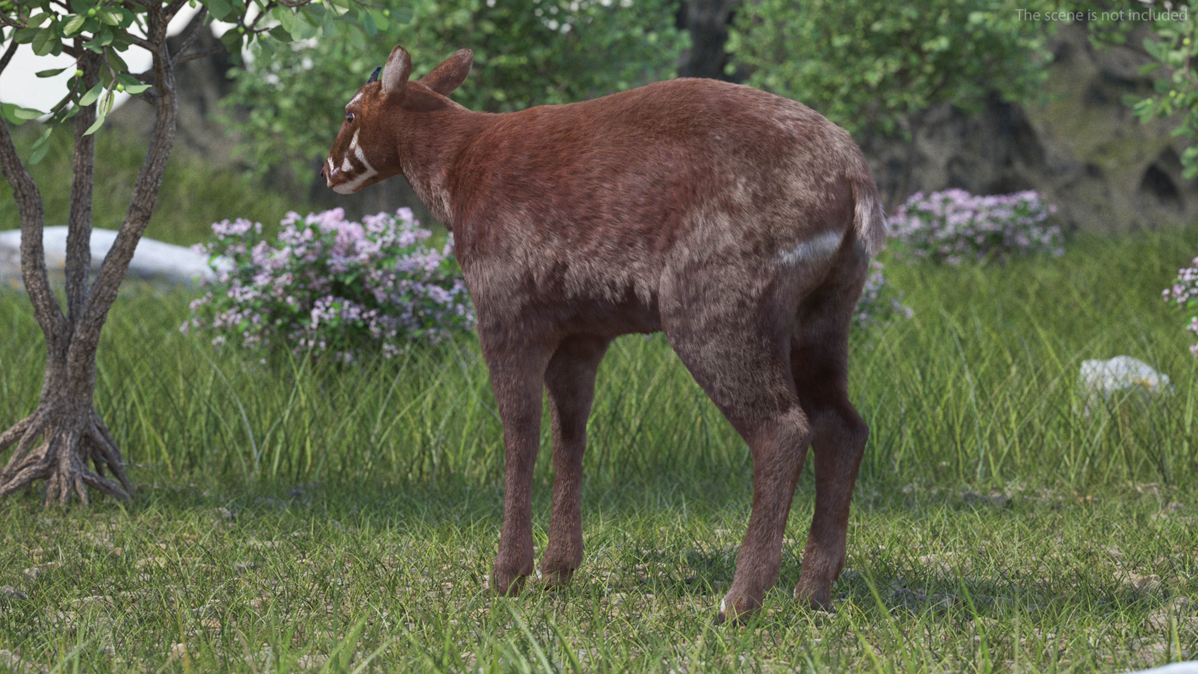 3D Saola Fur Rigged