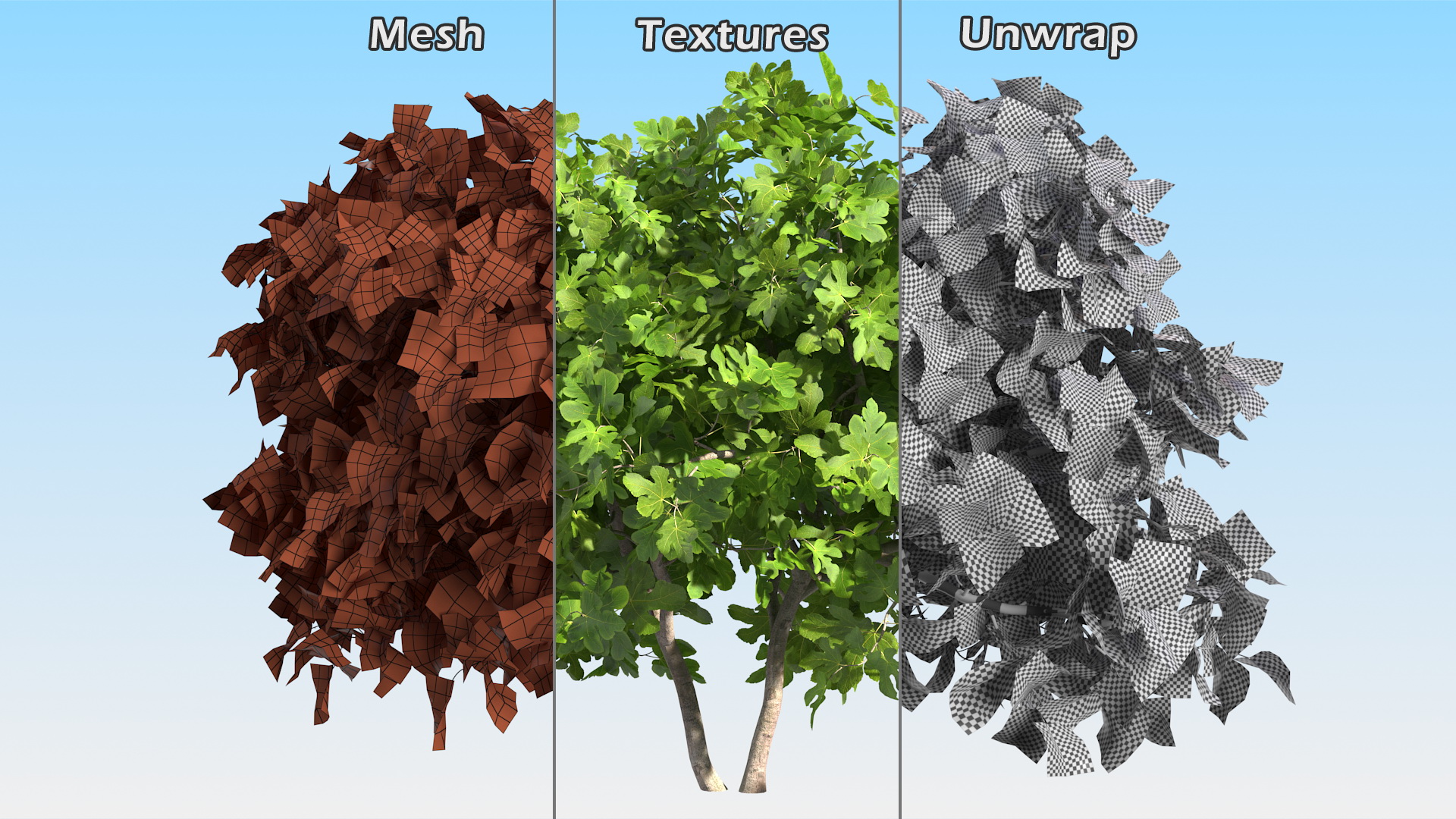 Fig Tree Two Trunks 3D model