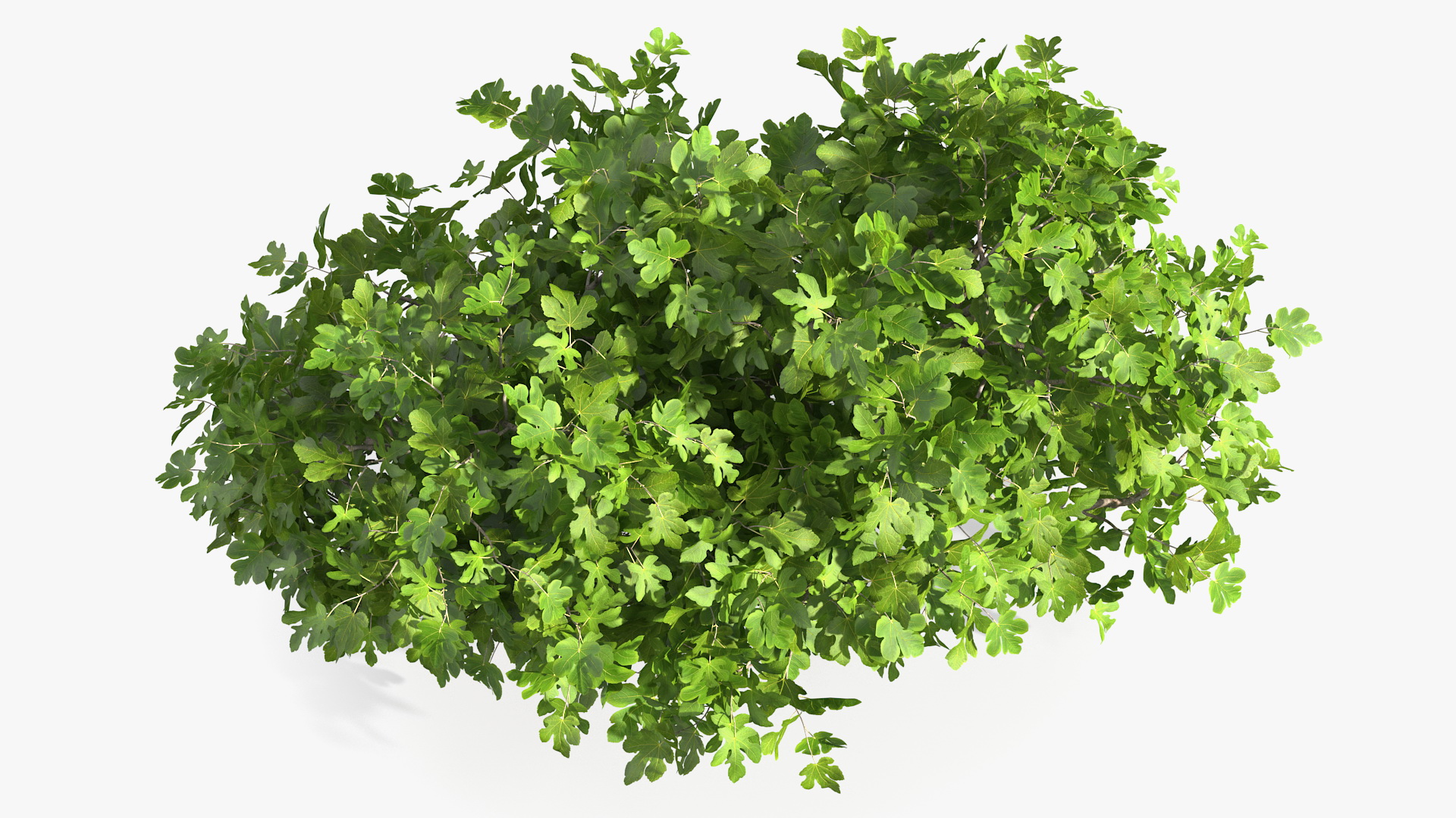 Fig Tree Two Trunks 3D model