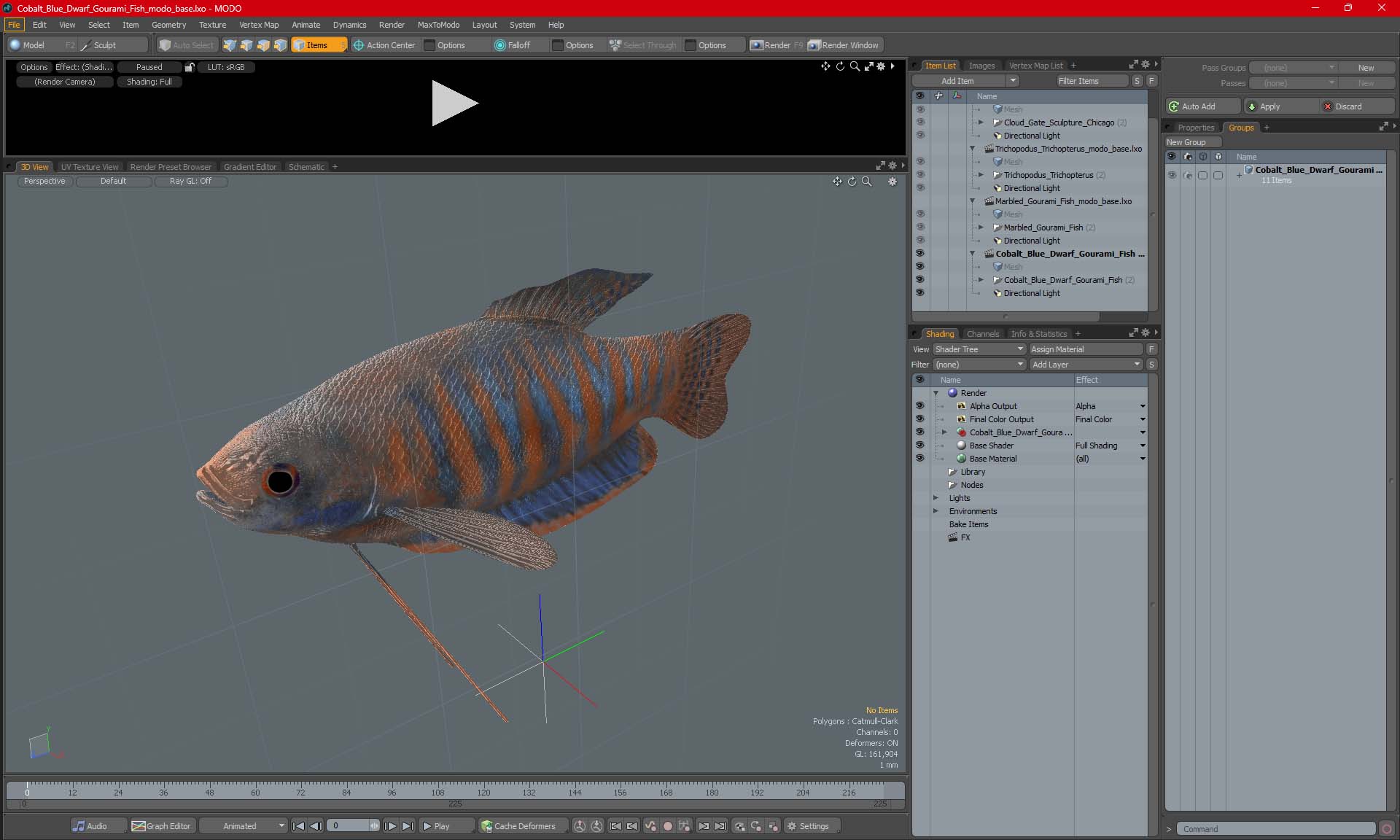 3D model Cobalt Blue Dwarf Gourami Fish