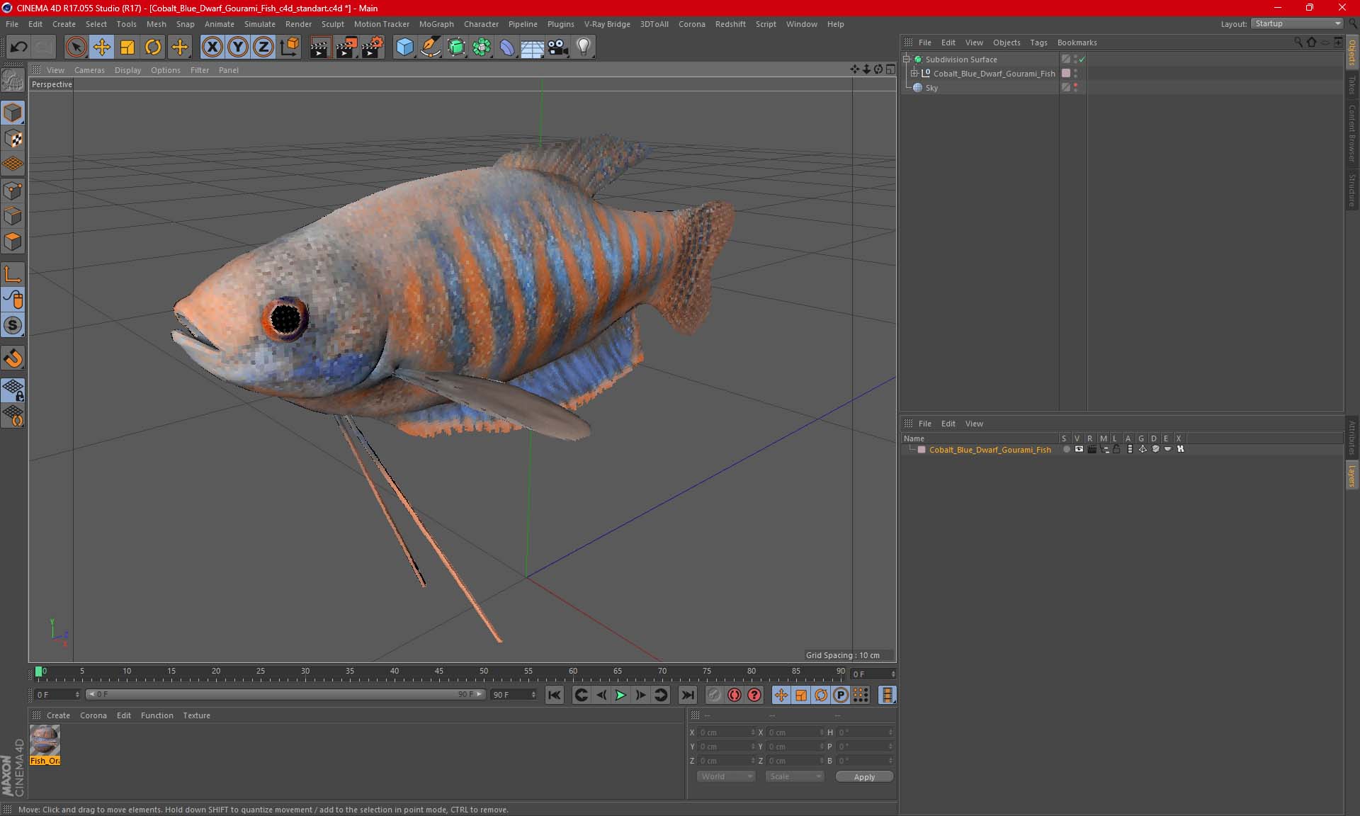 3D model Cobalt Blue Dwarf Gourami Fish