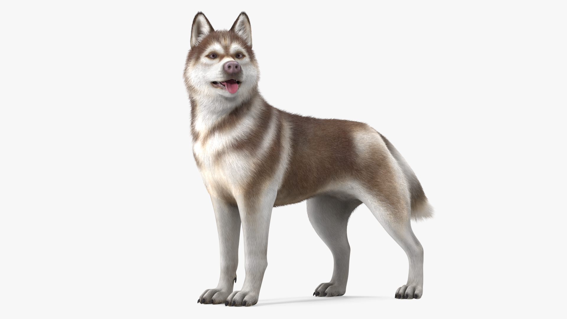 Husky Dog Copper and White Fur Rigged 3D