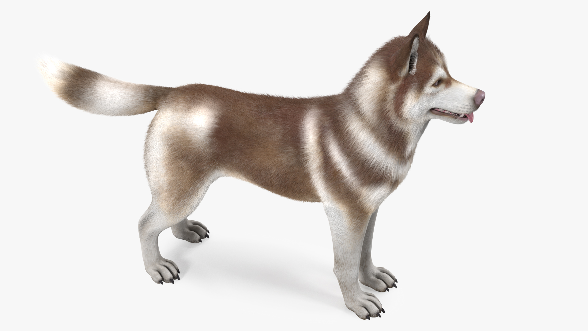 Husky Dog Copper and White Fur Rigged 3D