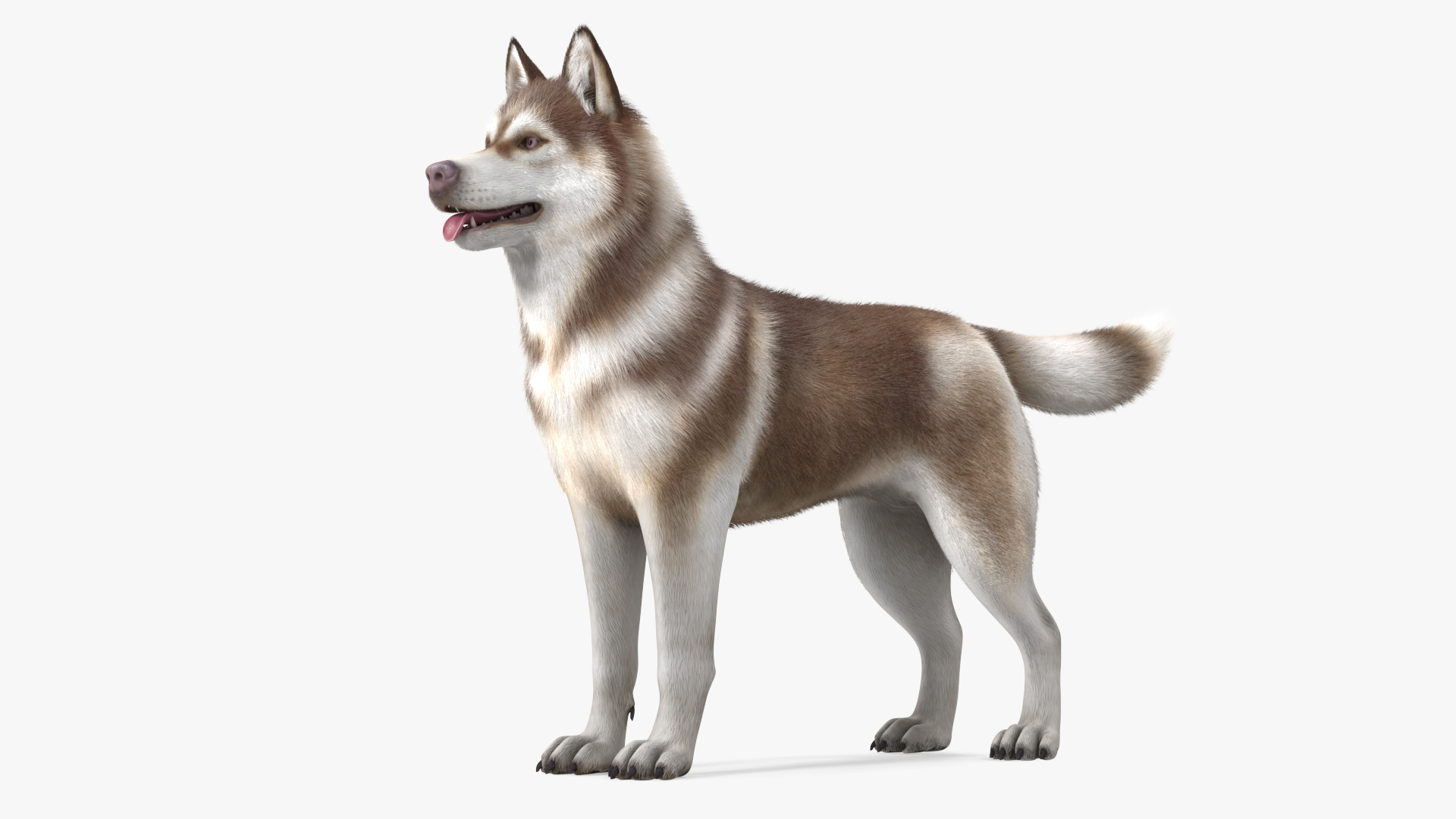 Husky Dog Copper and White Fur Rigged 3D