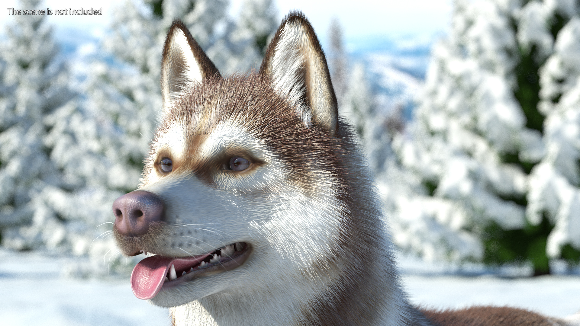 Husky Dog Copper and White Fur Rigged 3D