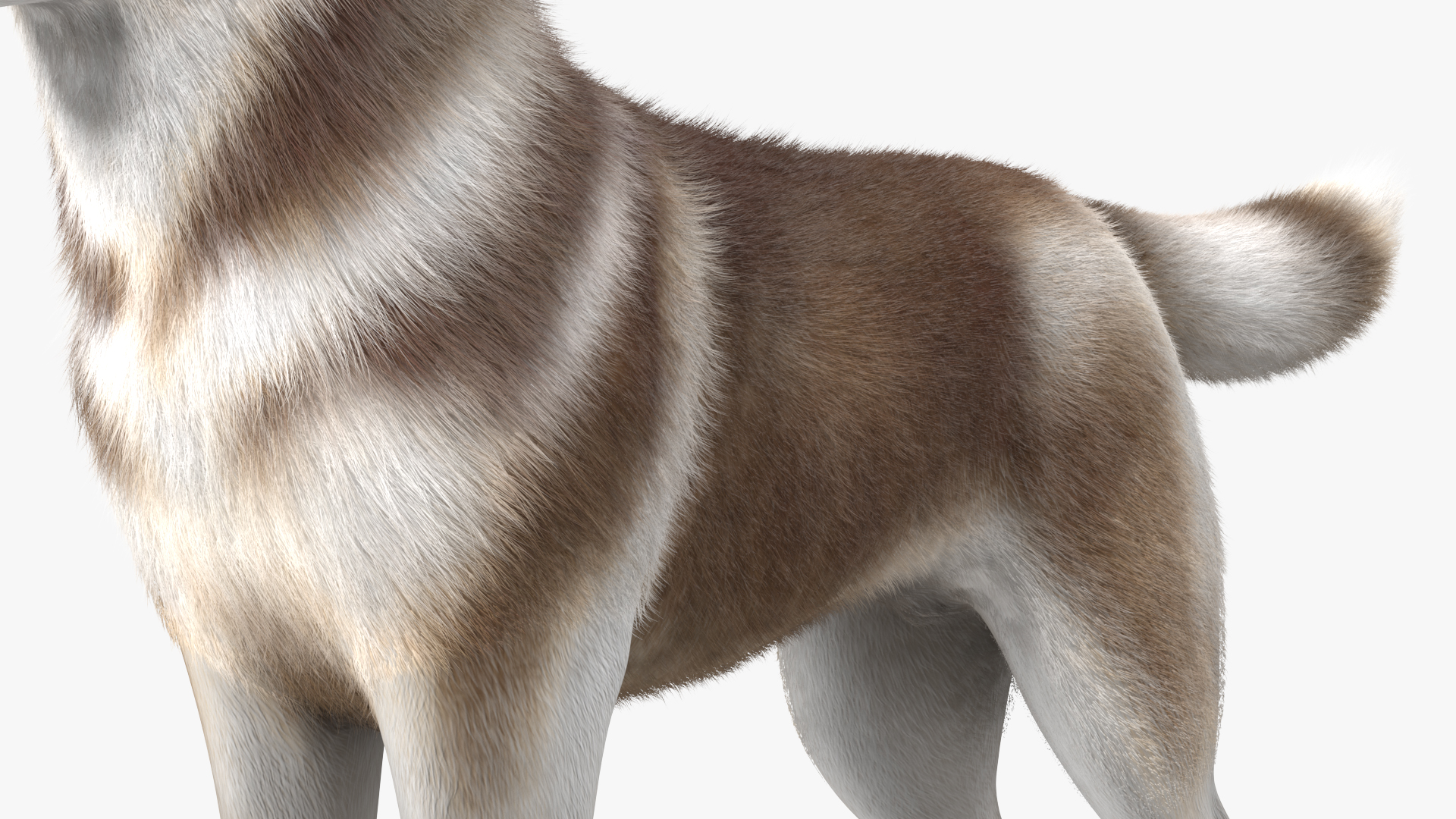 Husky Dog Copper and White Fur Rigged 3D