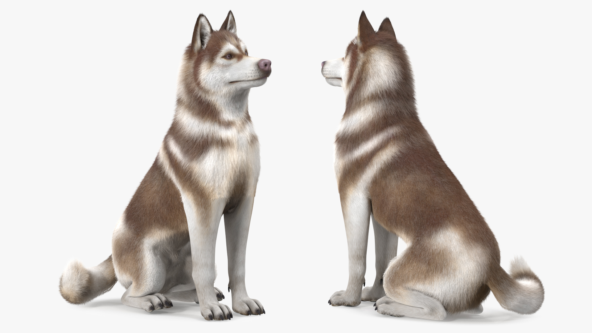 Husky Dog Copper and White Fur Rigged 3D