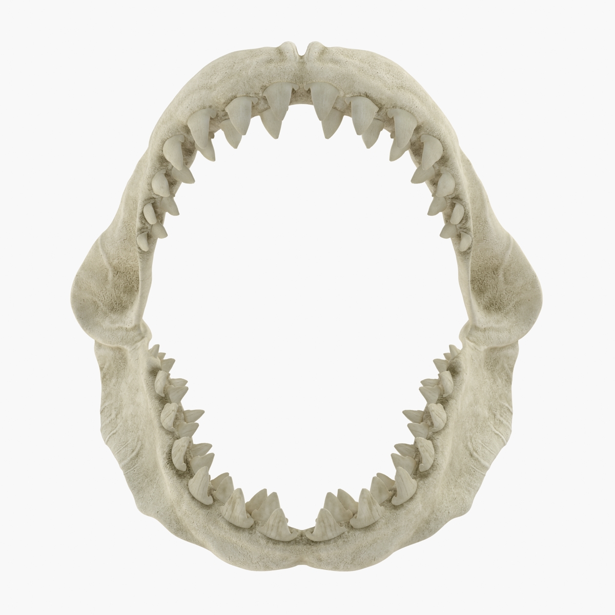3D Great White Shark Jaw Bone