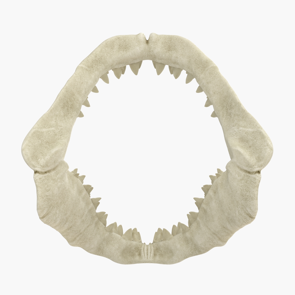3D Great White Shark Jaw Bone