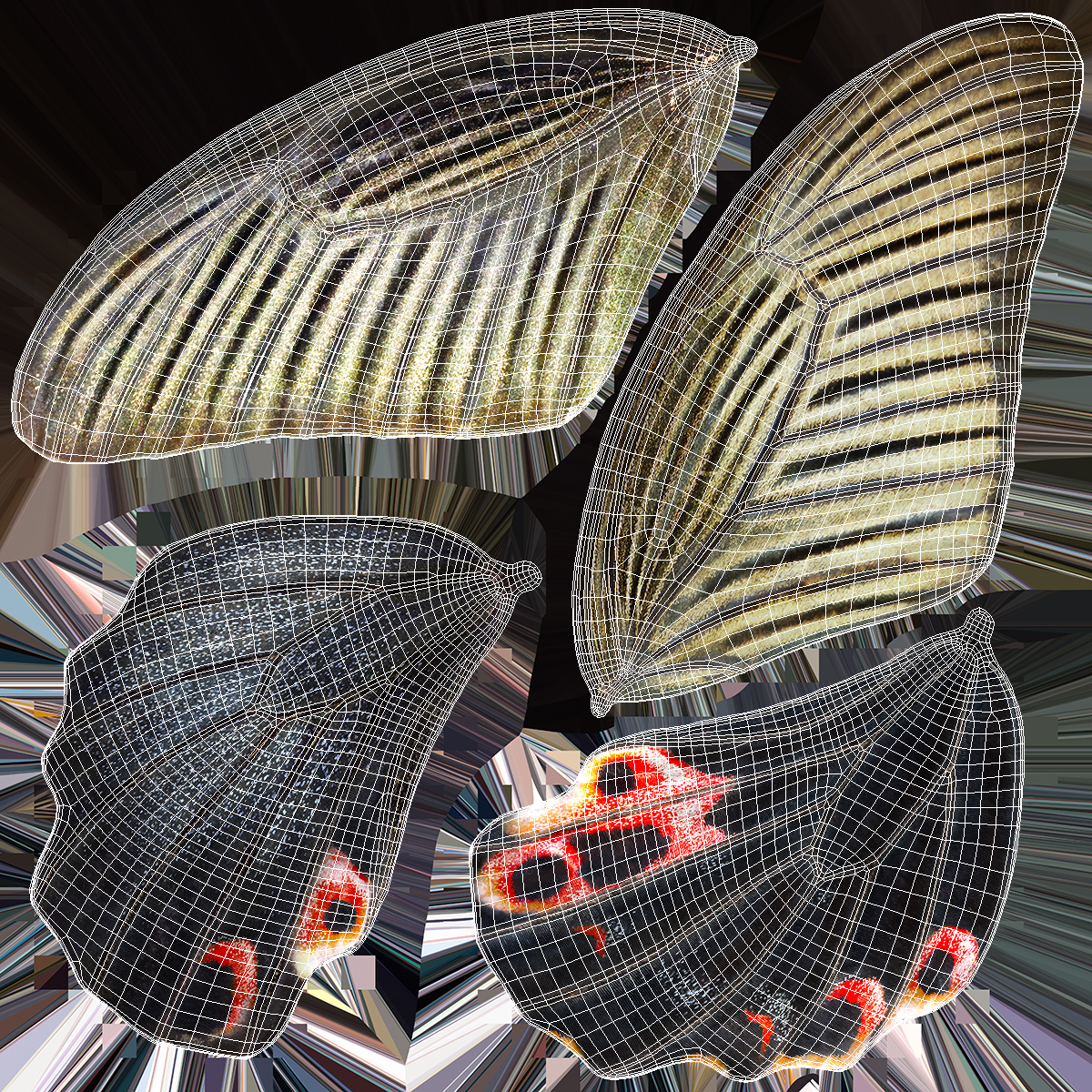 Papilio Protenor Wings Female 3D model