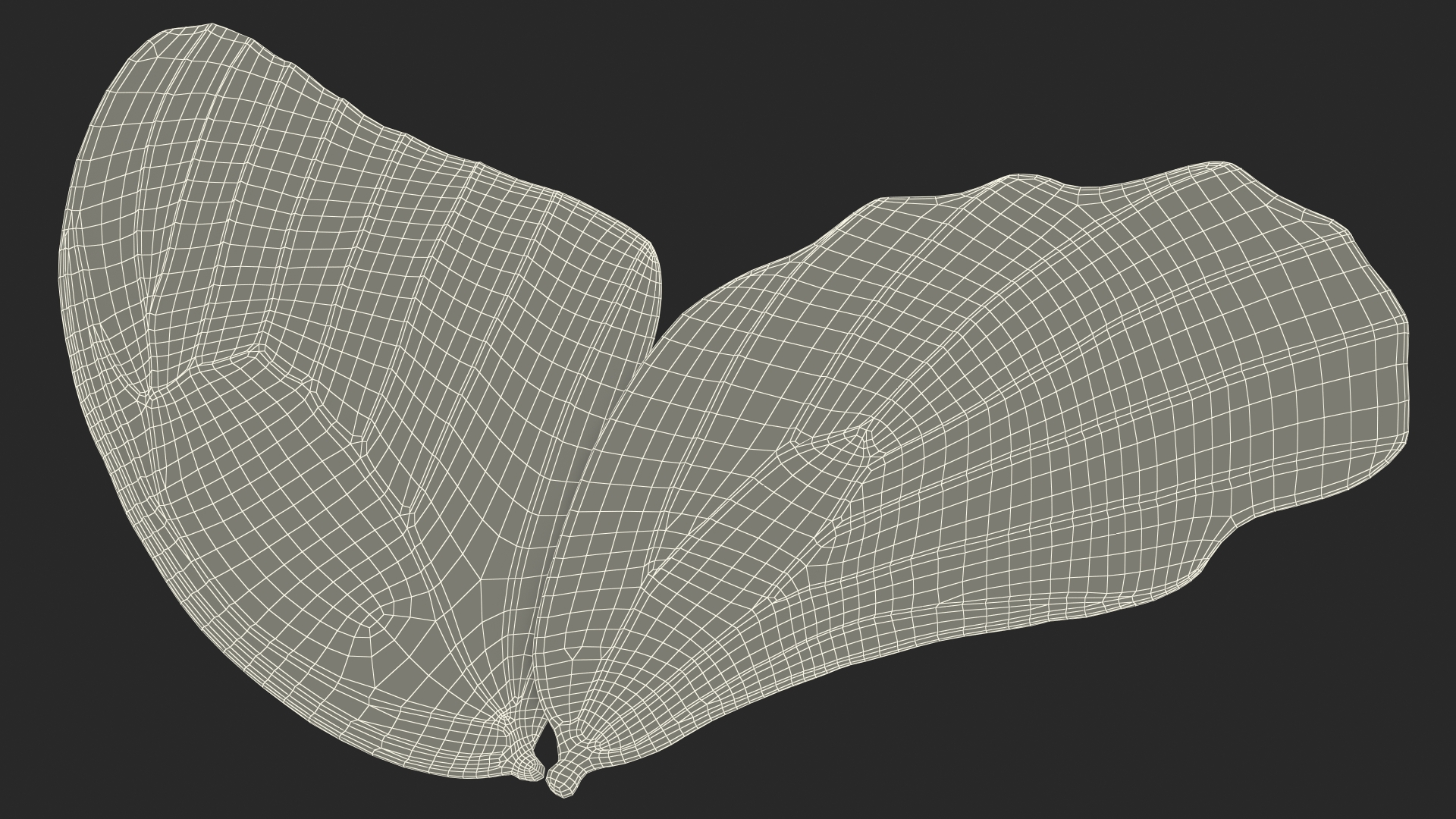 Papilio Protenor Wings Female 3D model