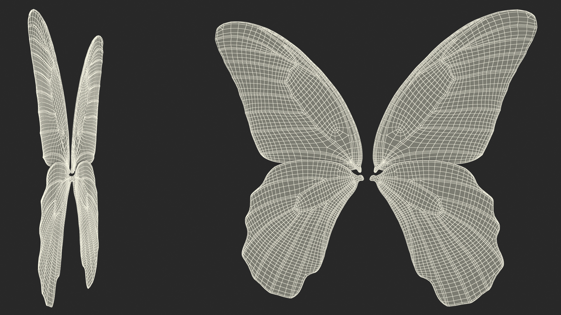 Papilio Protenor Wings Female 3D model