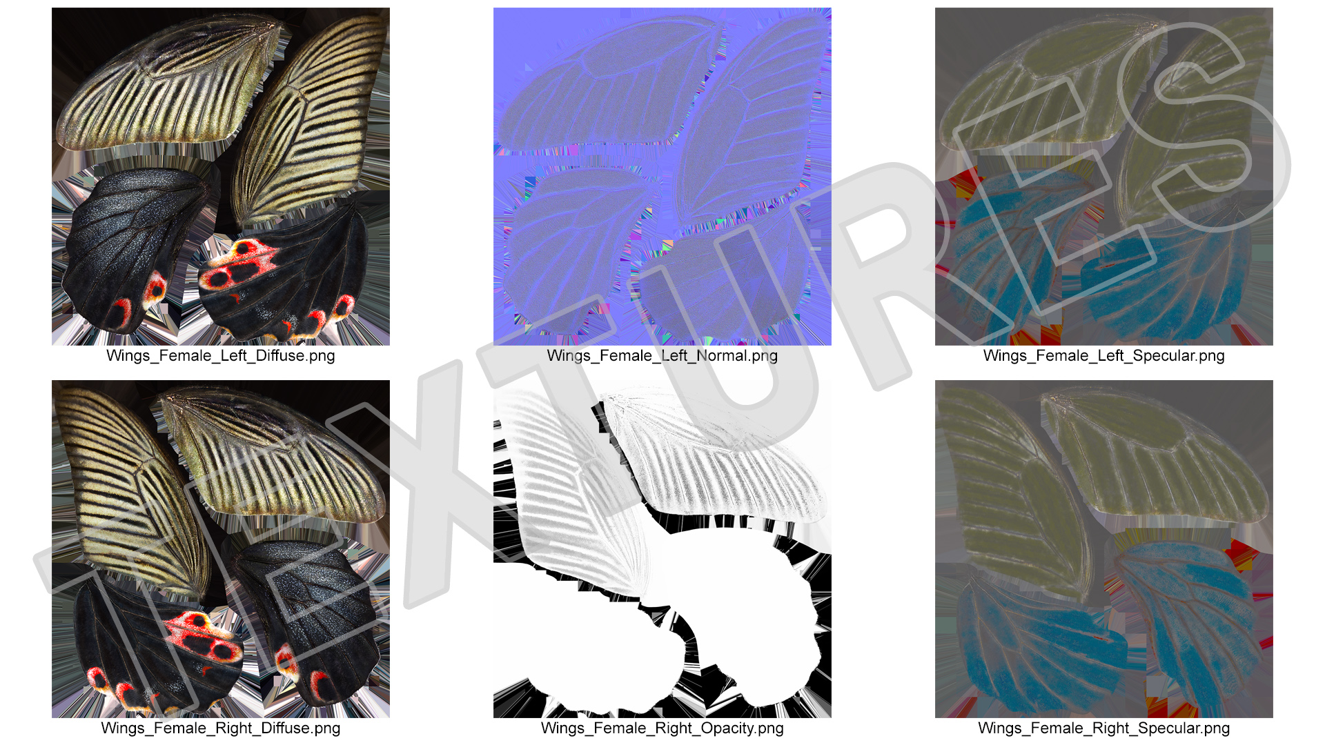 Papilio Protenor Wings Female 3D model