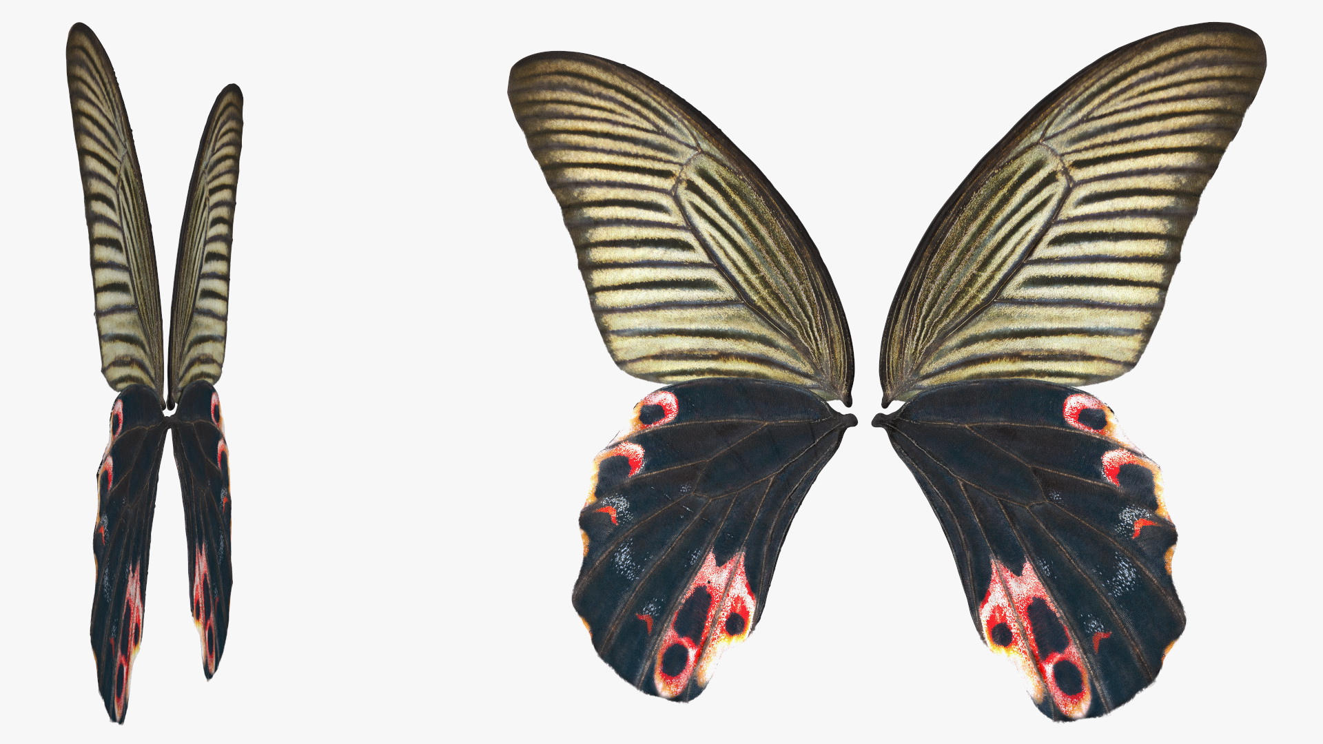 Papilio Protenor Wings Female 3D model