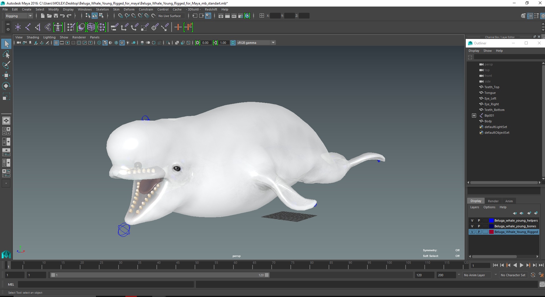 Beluga Whale Young Rigged for Maya 3D model