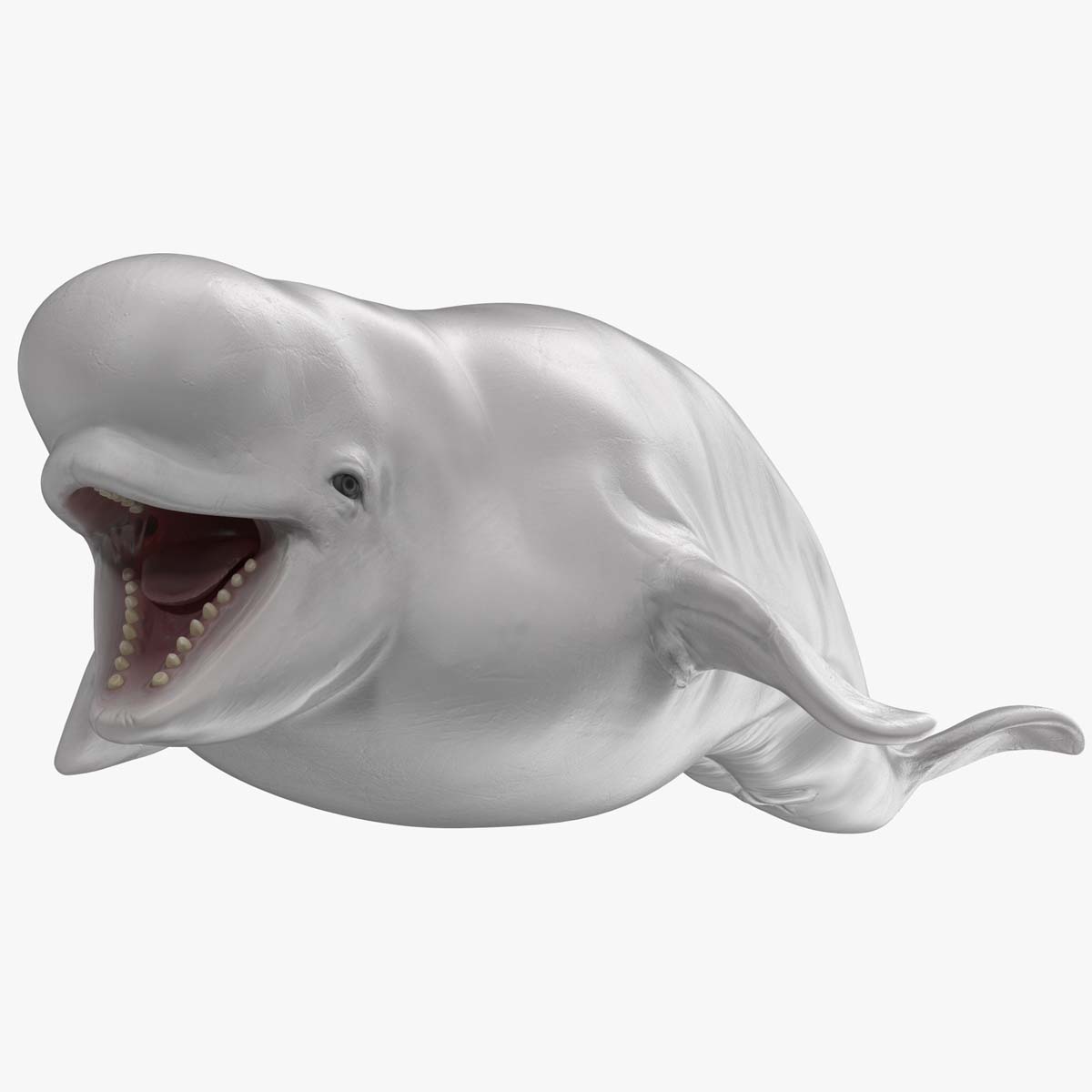 Beluga Whale Young Rigged for Maya 3D model