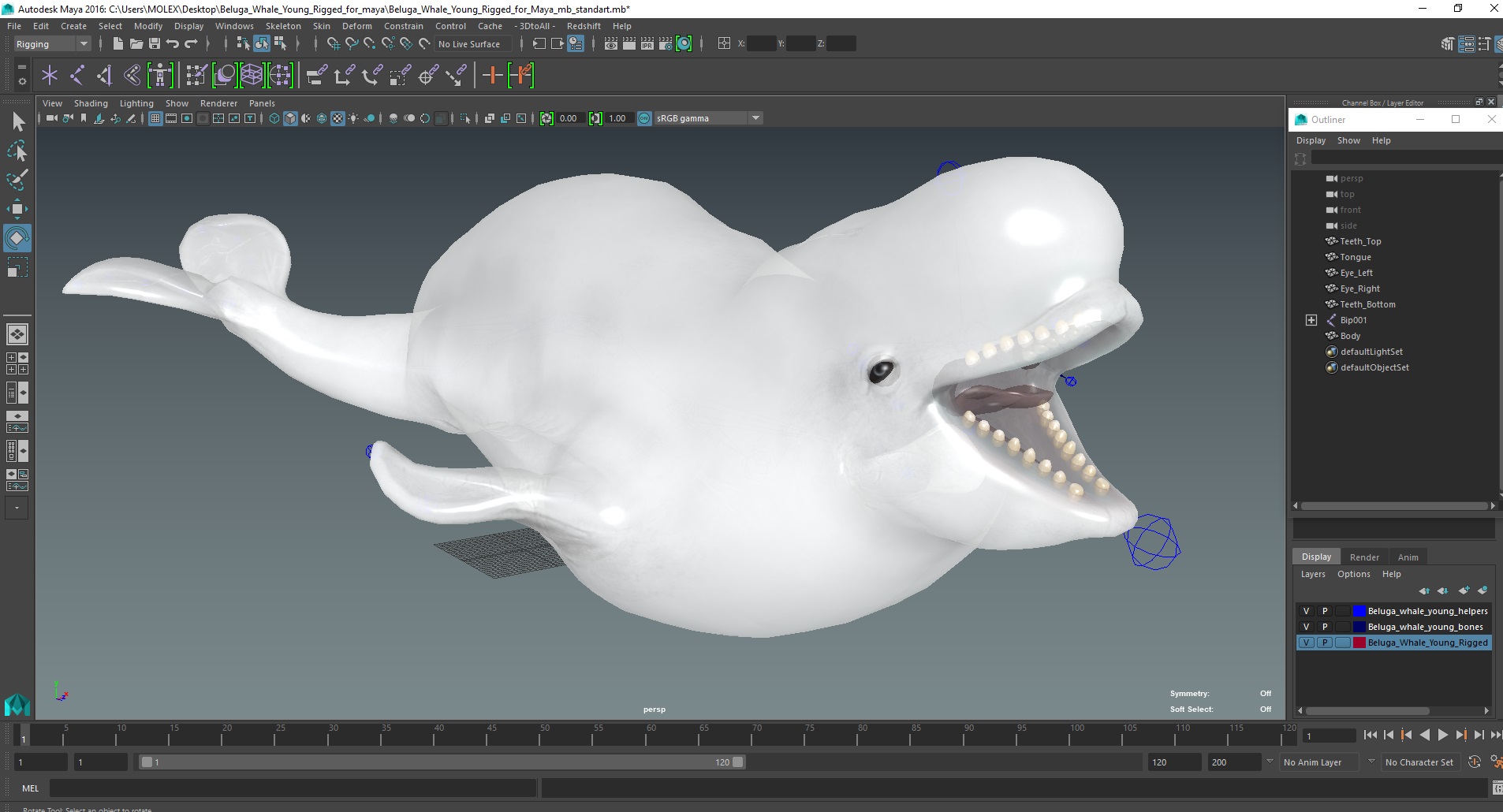 Beluga Whale Young Rigged for Maya 3D model