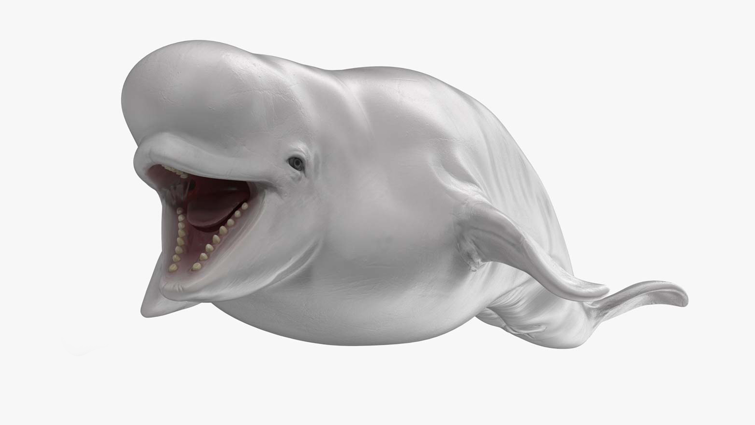 Beluga Whale Young Rigged for Maya 3D model