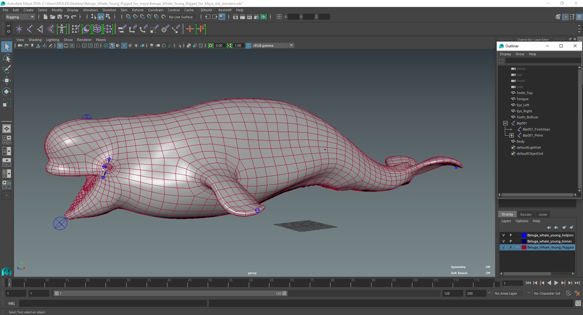Beluga Whale Young Rigged for Maya 3D model