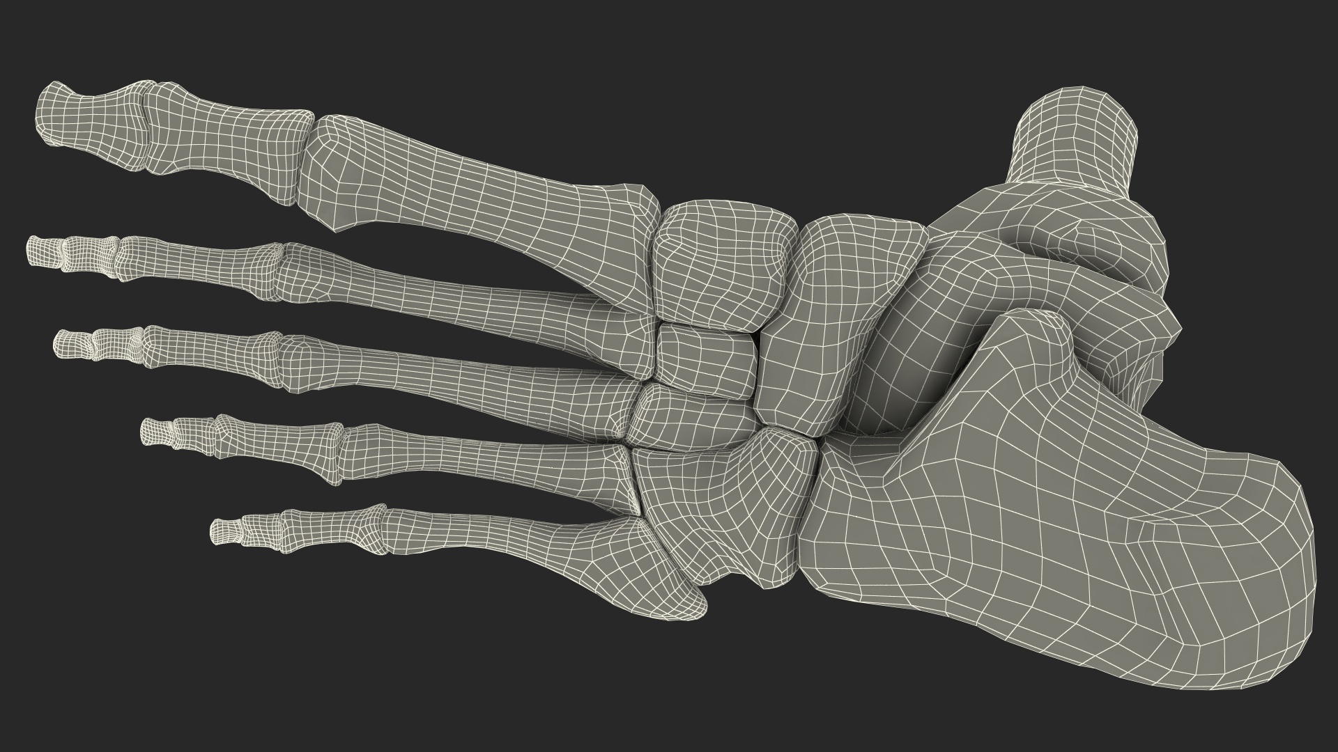3D Medical Anatomical Human Skeleton Foot model