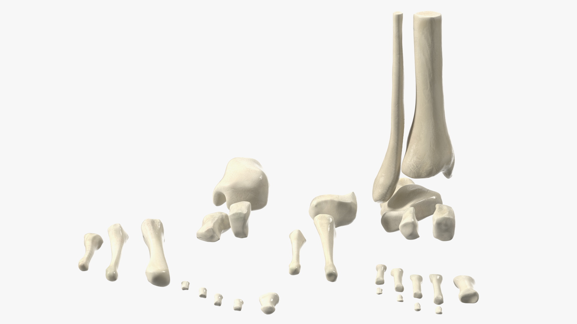 3D Medical Anatomical Human Skeleton Foot model