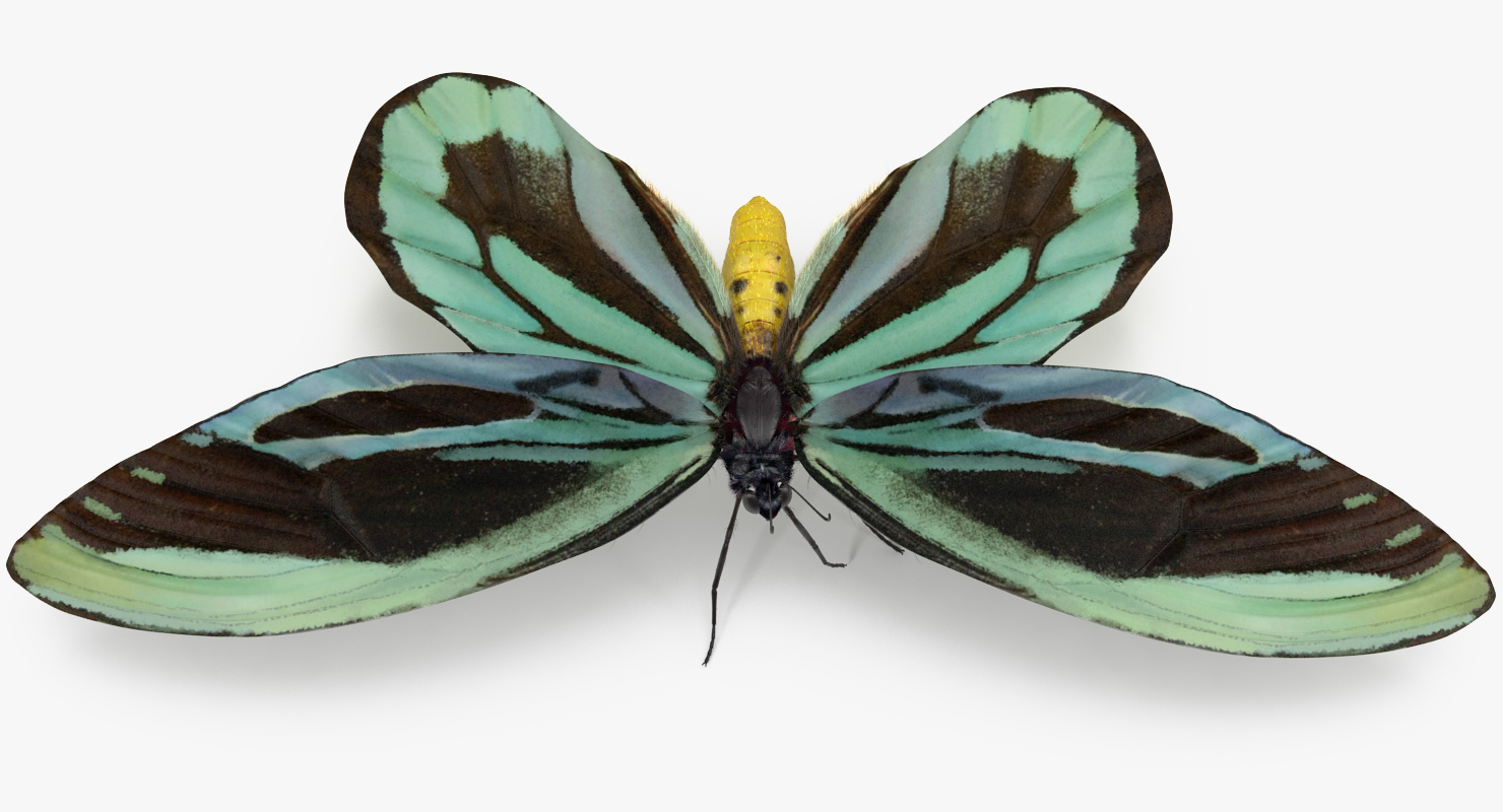 Ornithoptera Alexandrae Butterfly with Fur 3D
