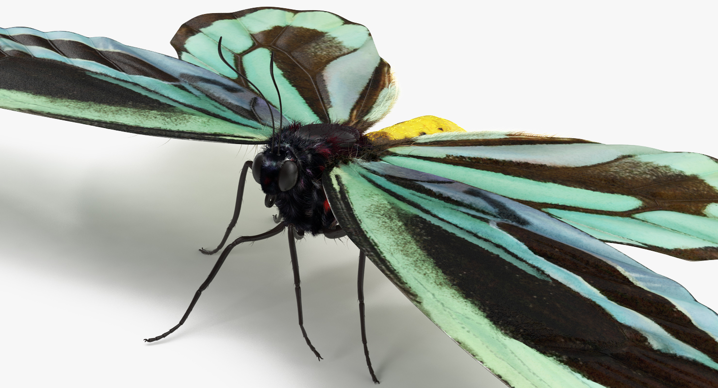 Ornithoptera Alexandrae Butterfly with Fur 3D
