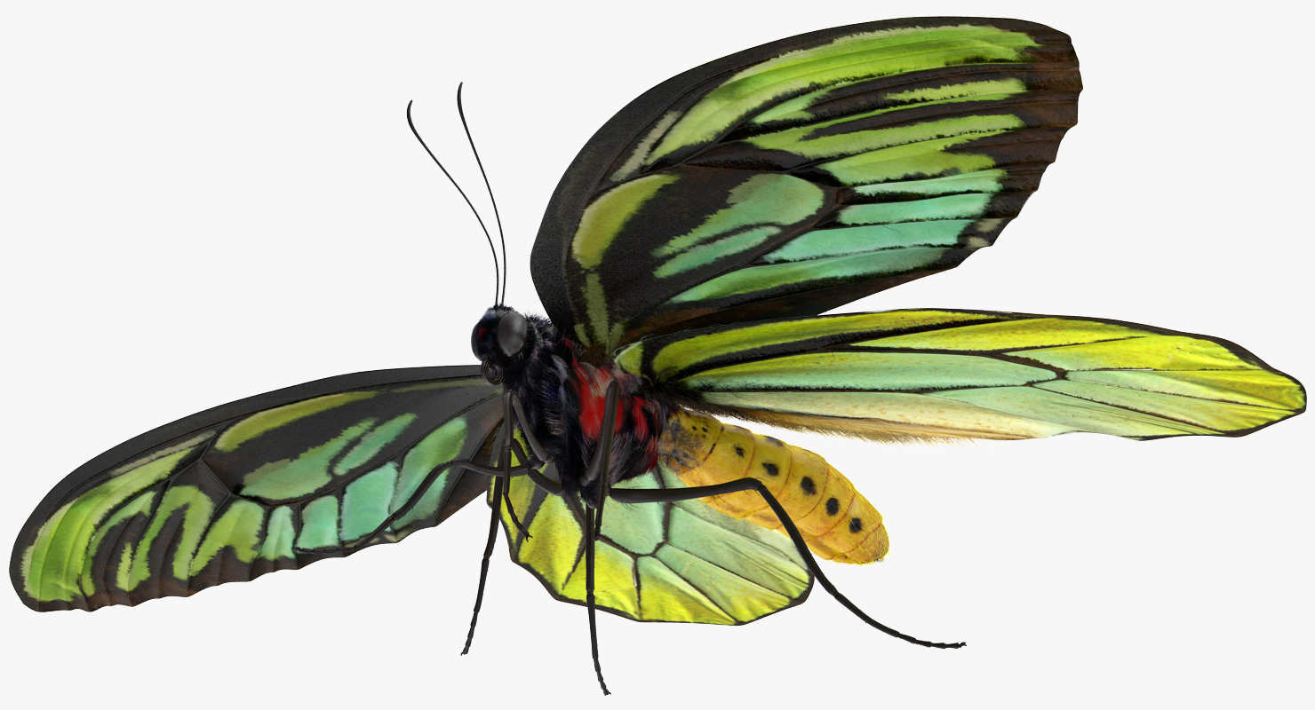 Ornithoptera Alexandrae Butterfly with Fur 3D