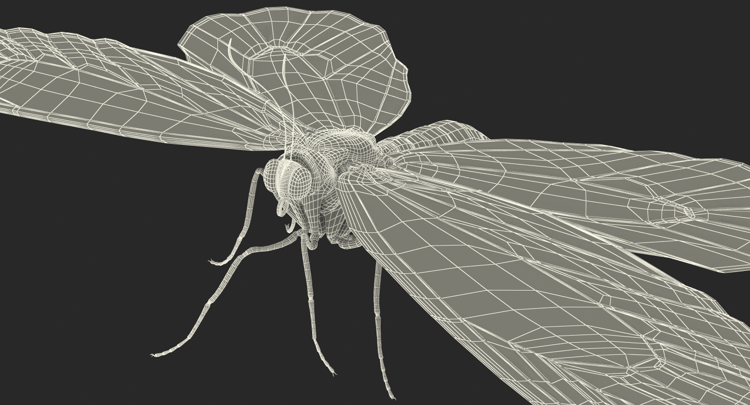 Ornithoptera Alexandrae Butterfly with Fur 3D