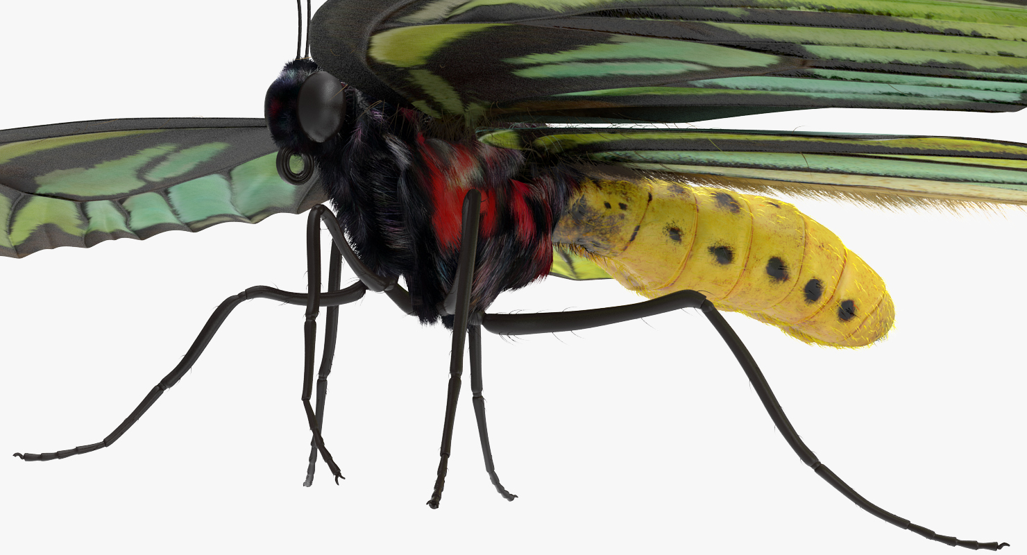 Ornithoptera Alexandrae Butterfly with Fur 3D