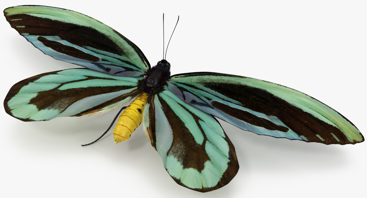 Ornithoptera Alexandrae Butterfly with Fur 3D