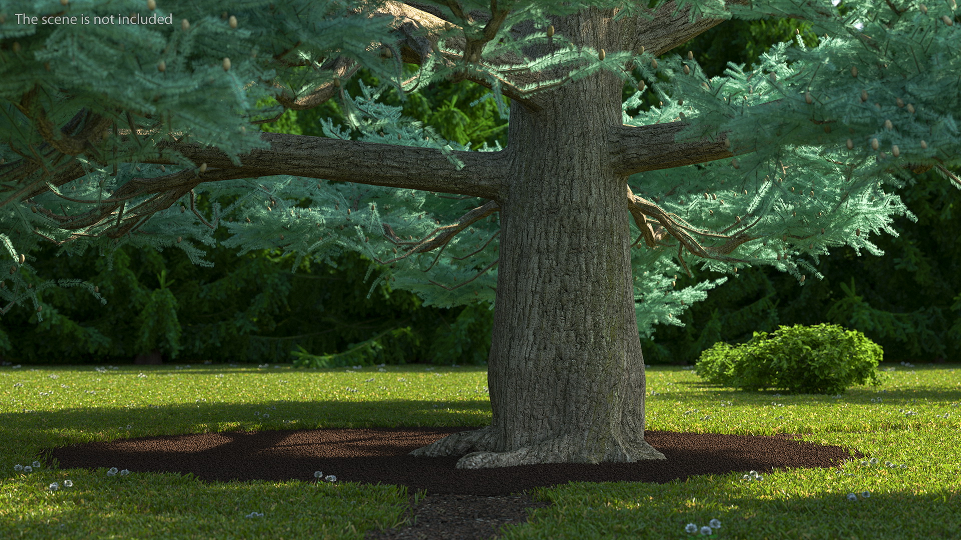 Cedrus Libani Big Blue Tree 3D