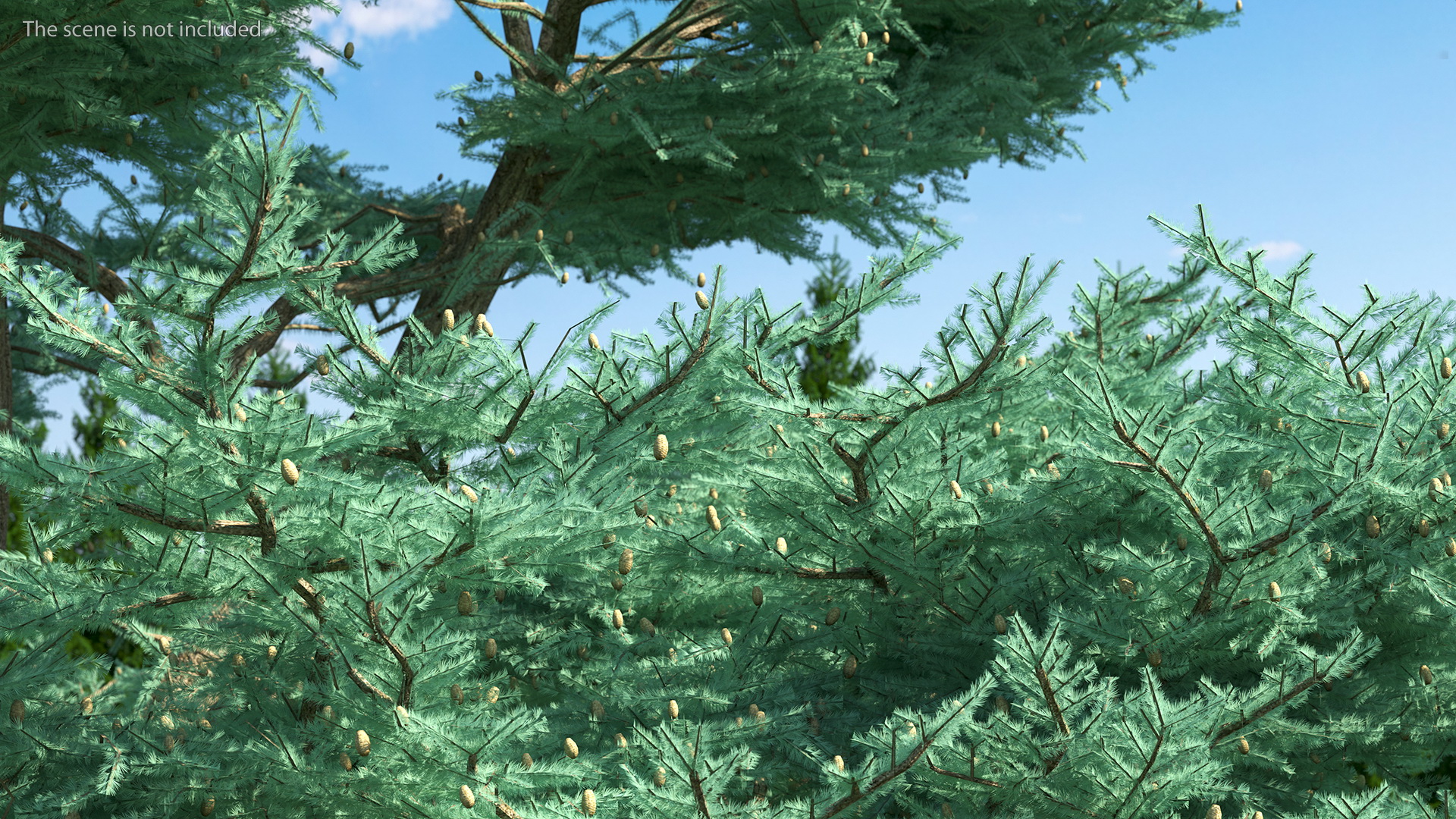 Cedrus Libani Big Blue Tree 3D