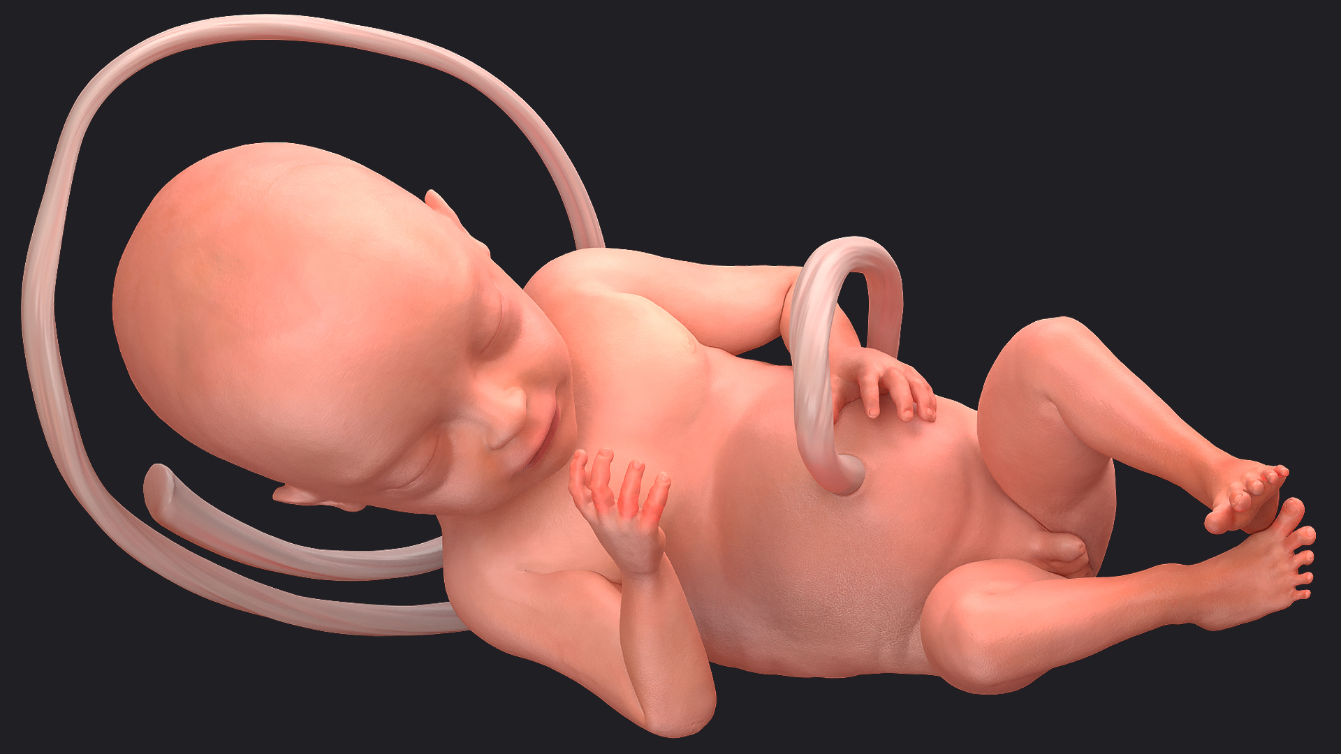 3D Human Fetus at 24 Weeks model