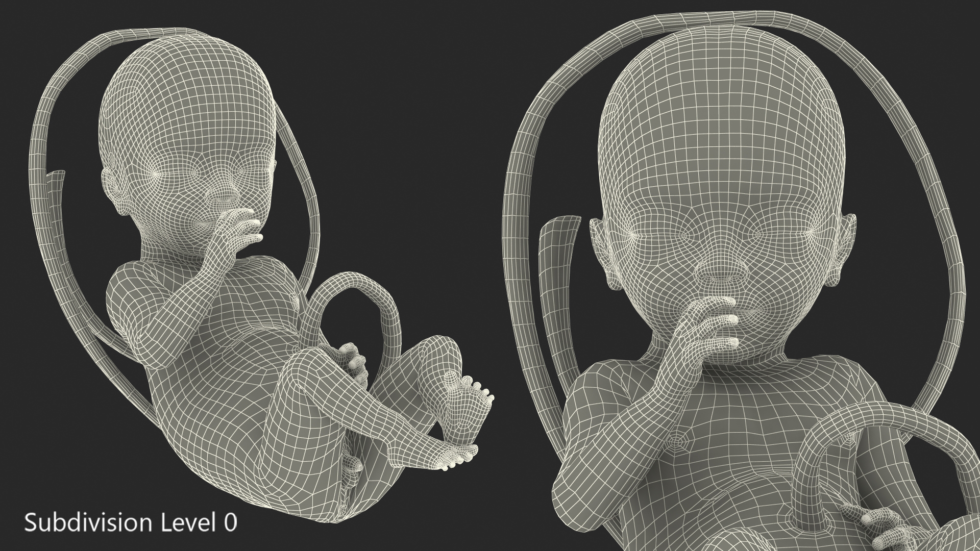3D Human Fetus at 24 Weeks model