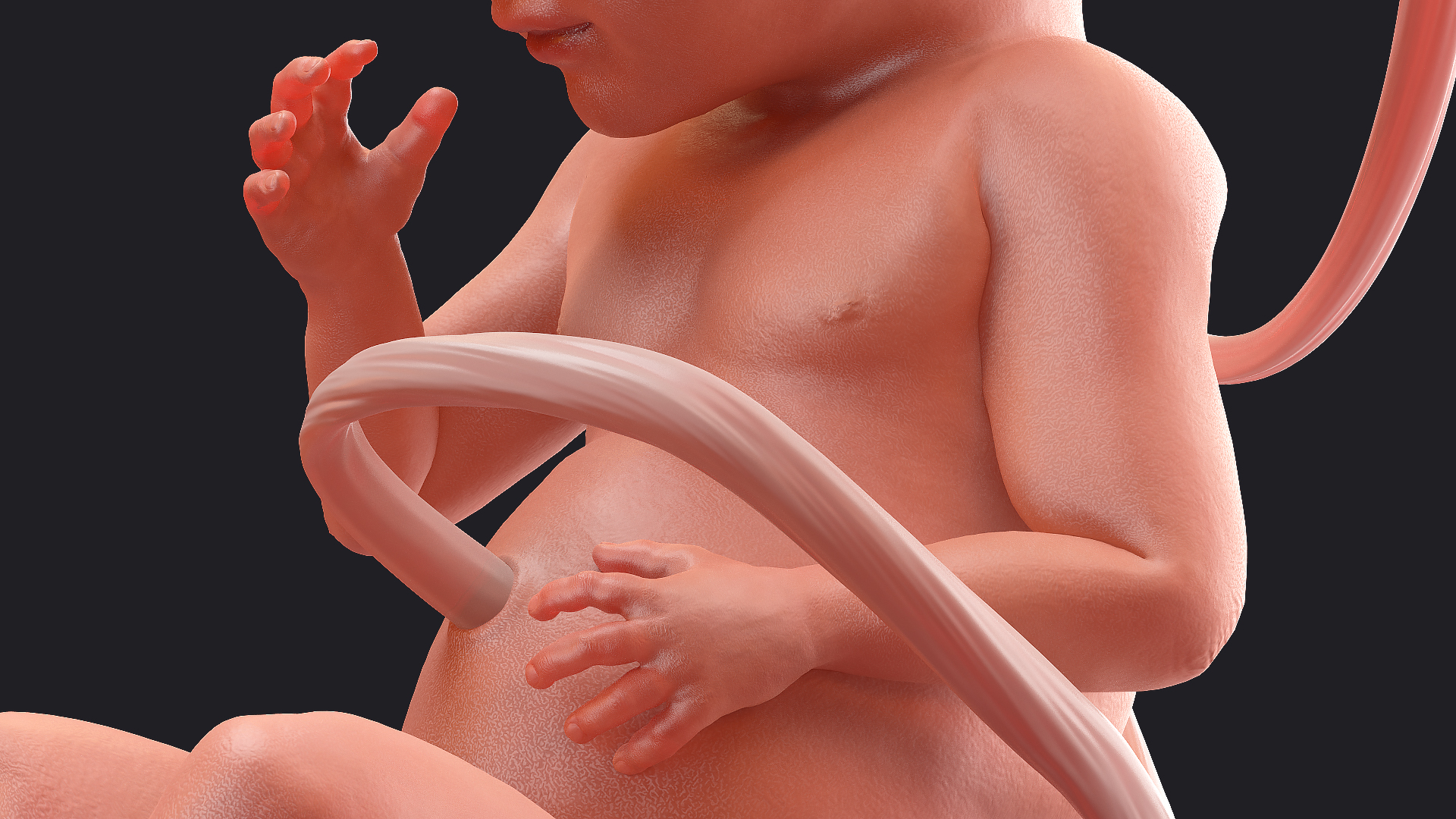 3D Human Fetus at 24 Weeks model