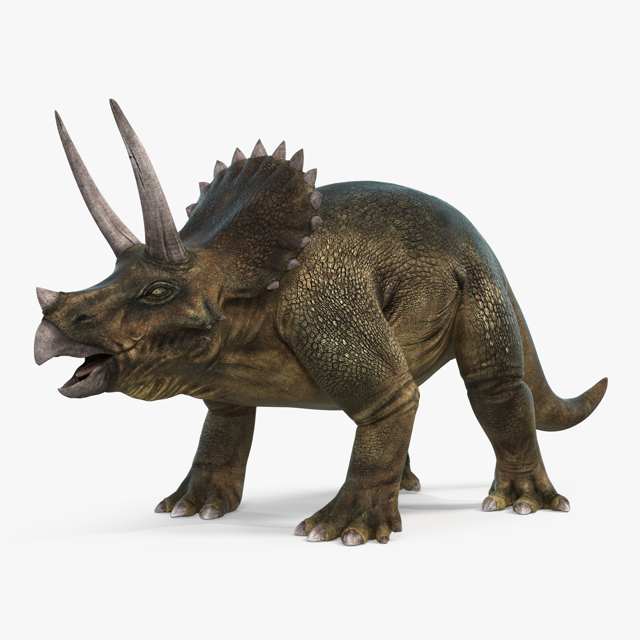 Triceratops, view 9