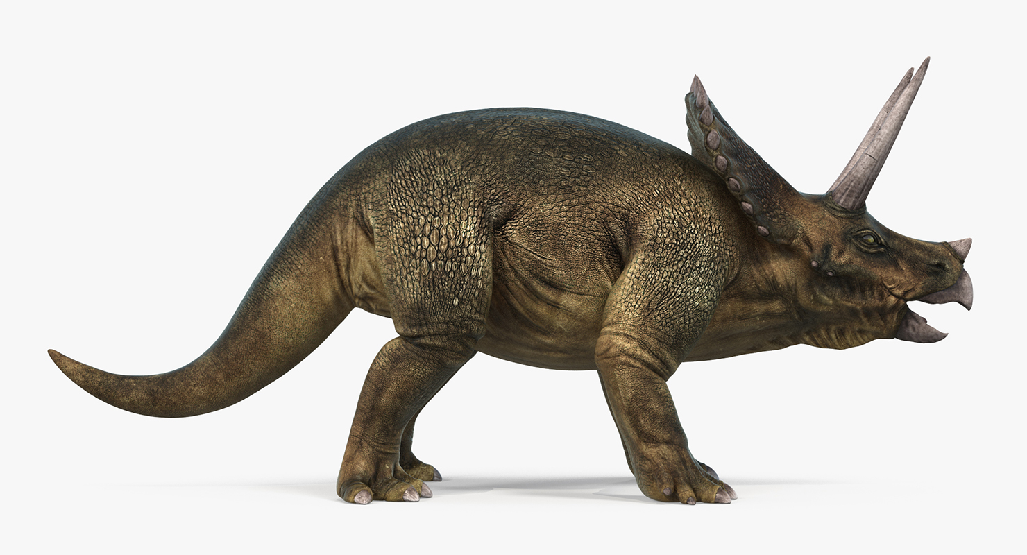 3D Triceratops