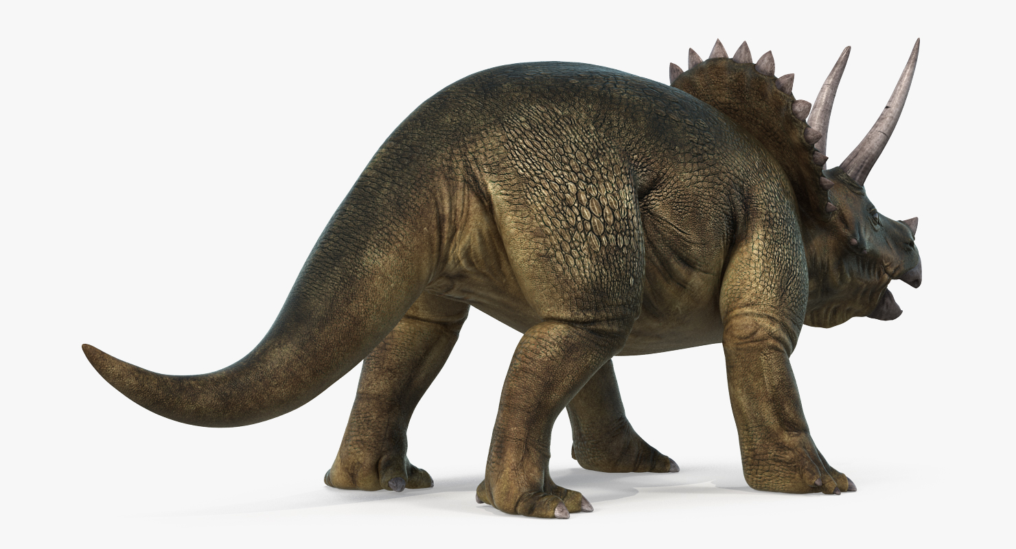 3D Triceratops