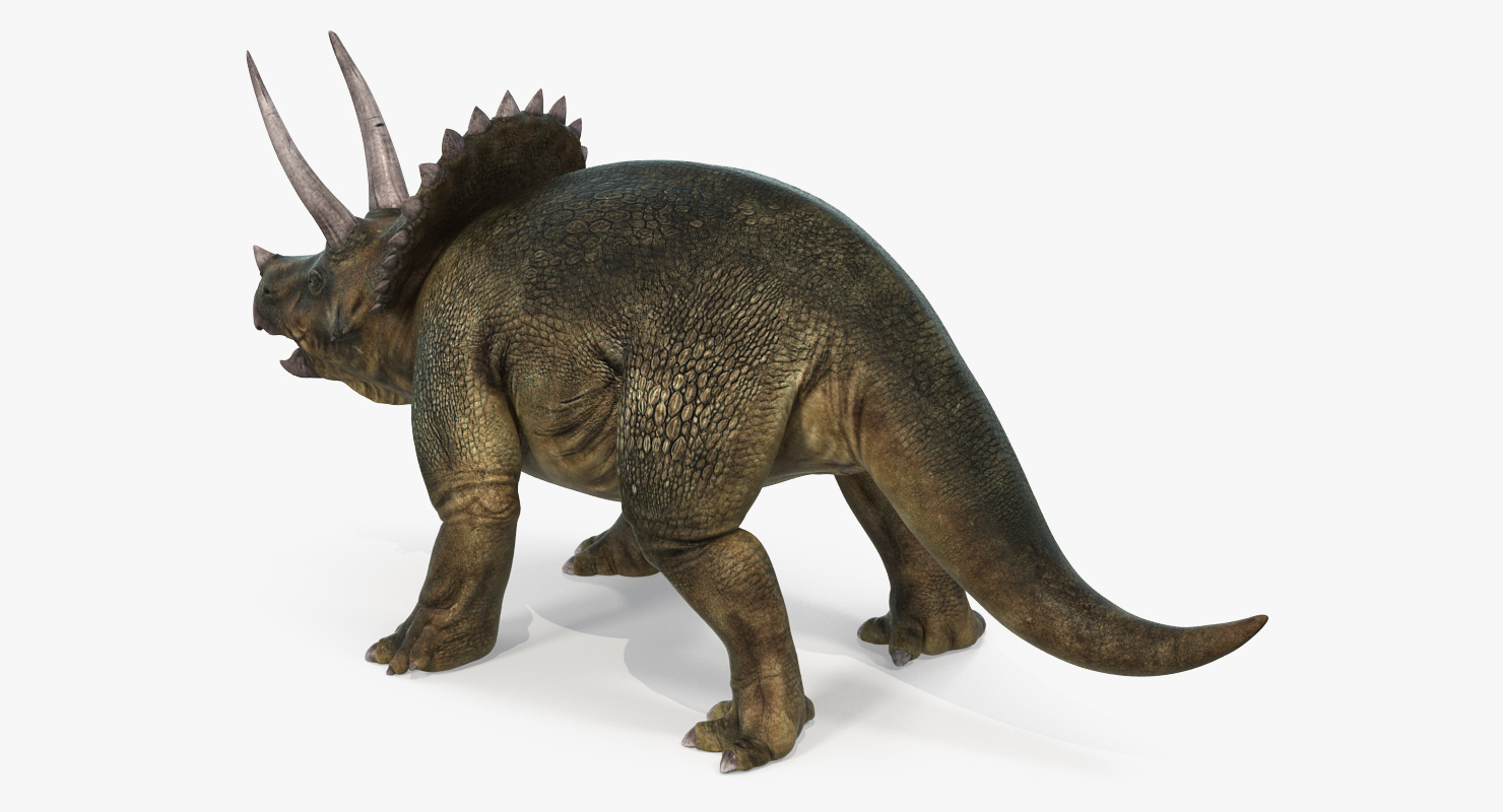 3D Triceratops