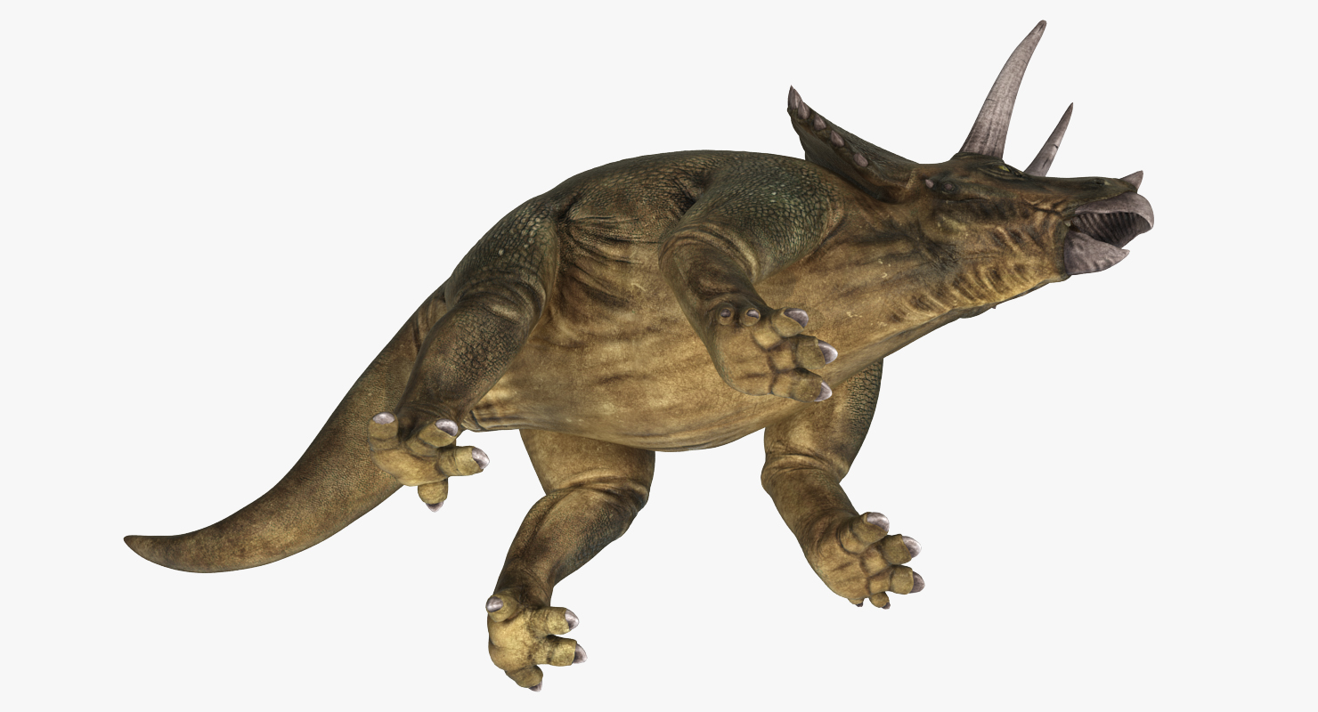 3D Triceratops