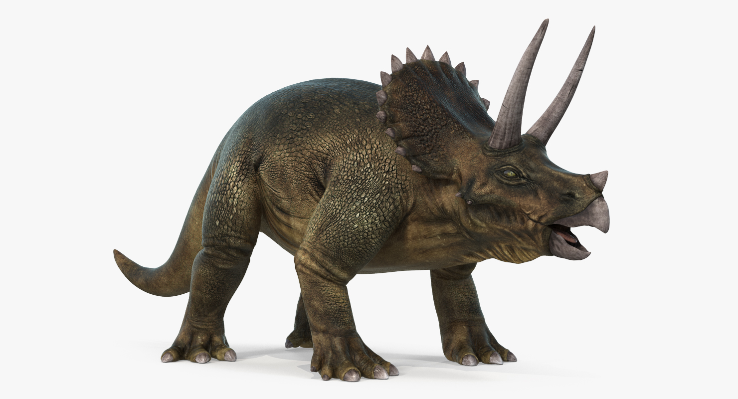 3D Triceratops
