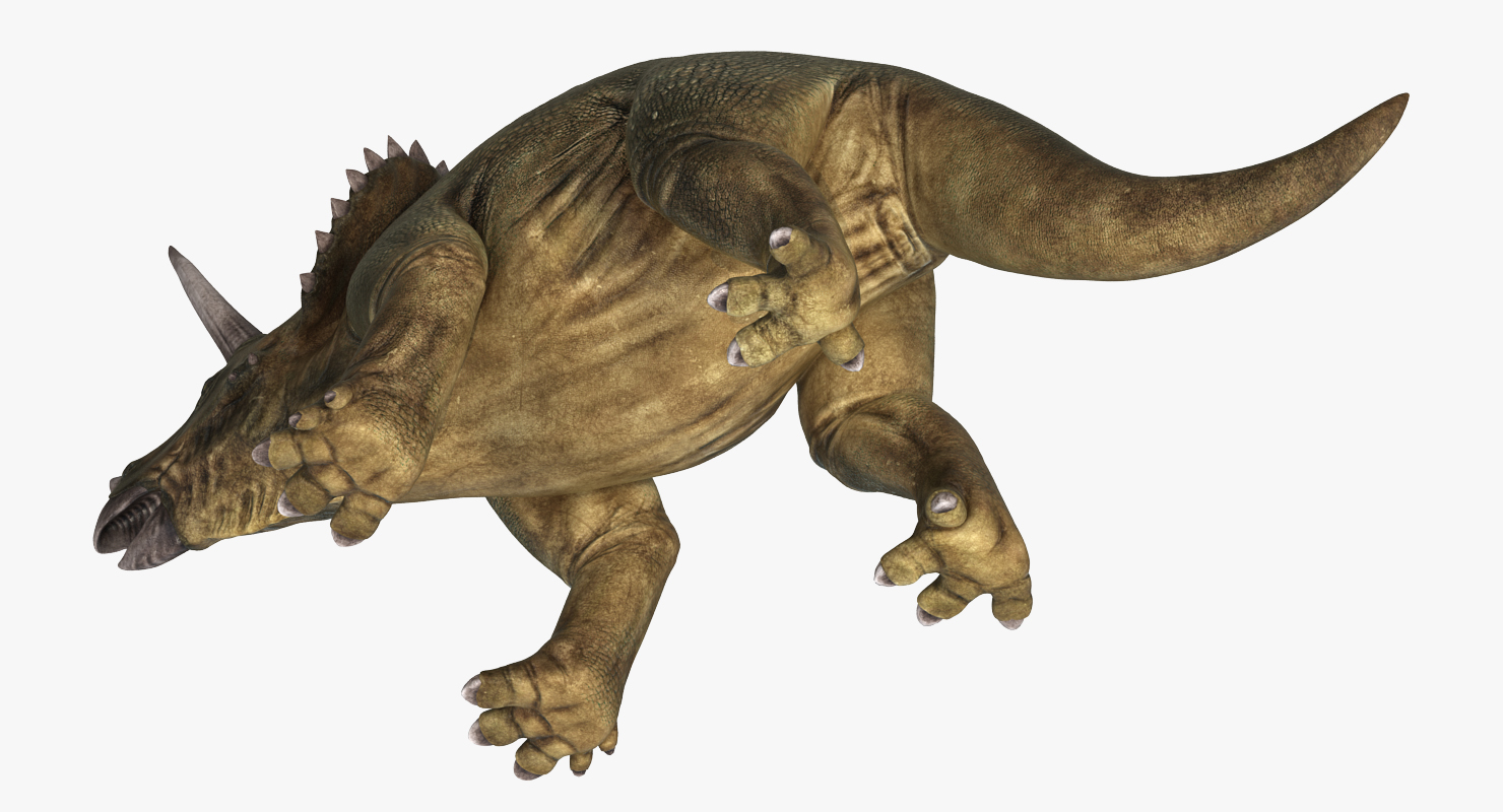 3D Triceratops