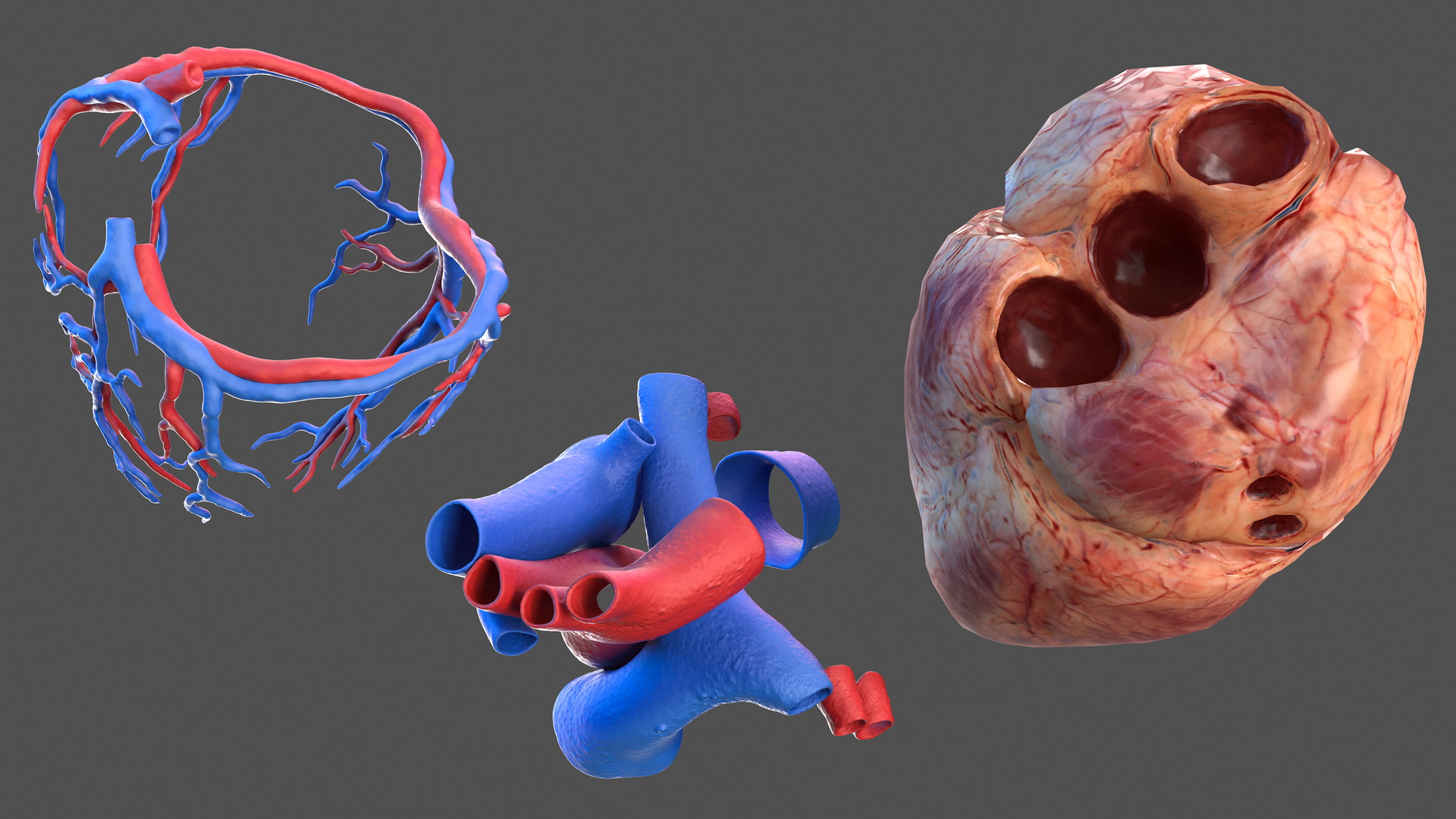 Human Cardiovascular System 3D