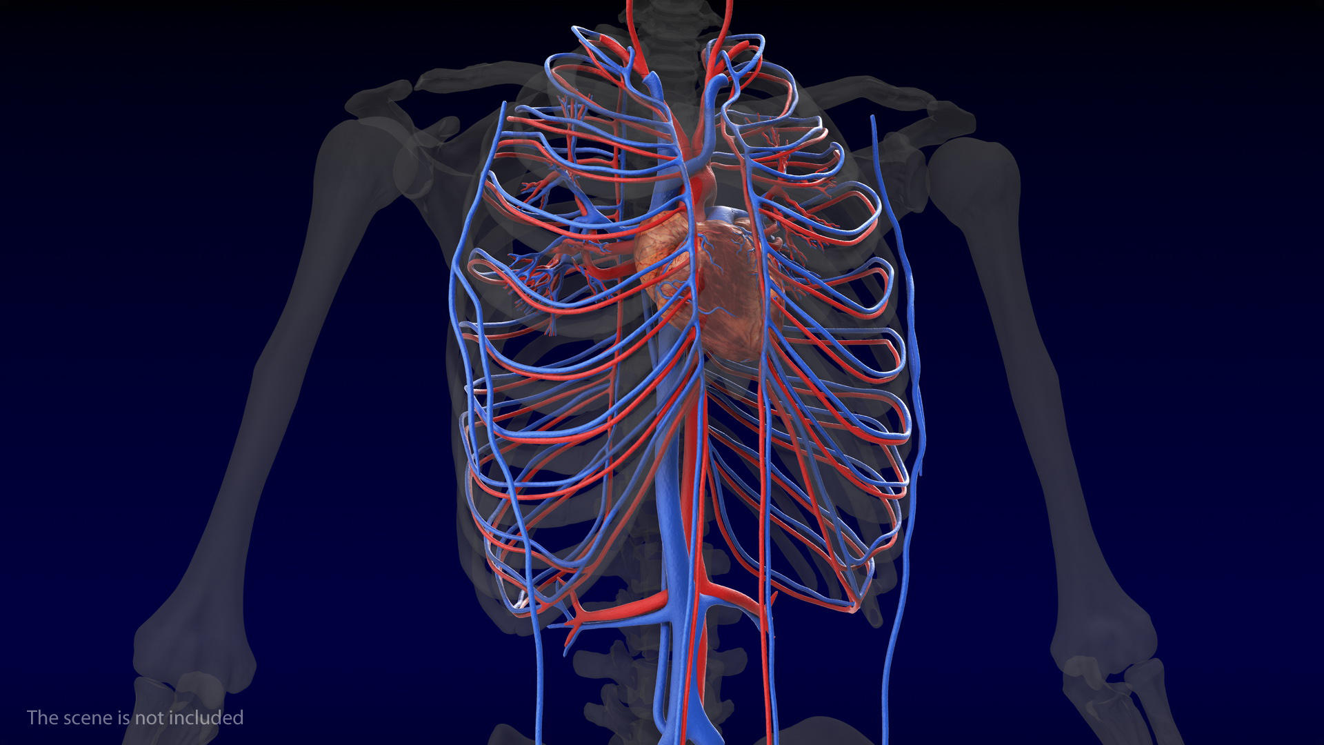 Human Cardiovascular System 3D