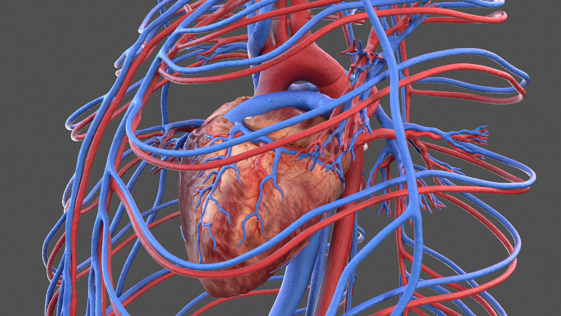 Human Cardiovascular System 3D