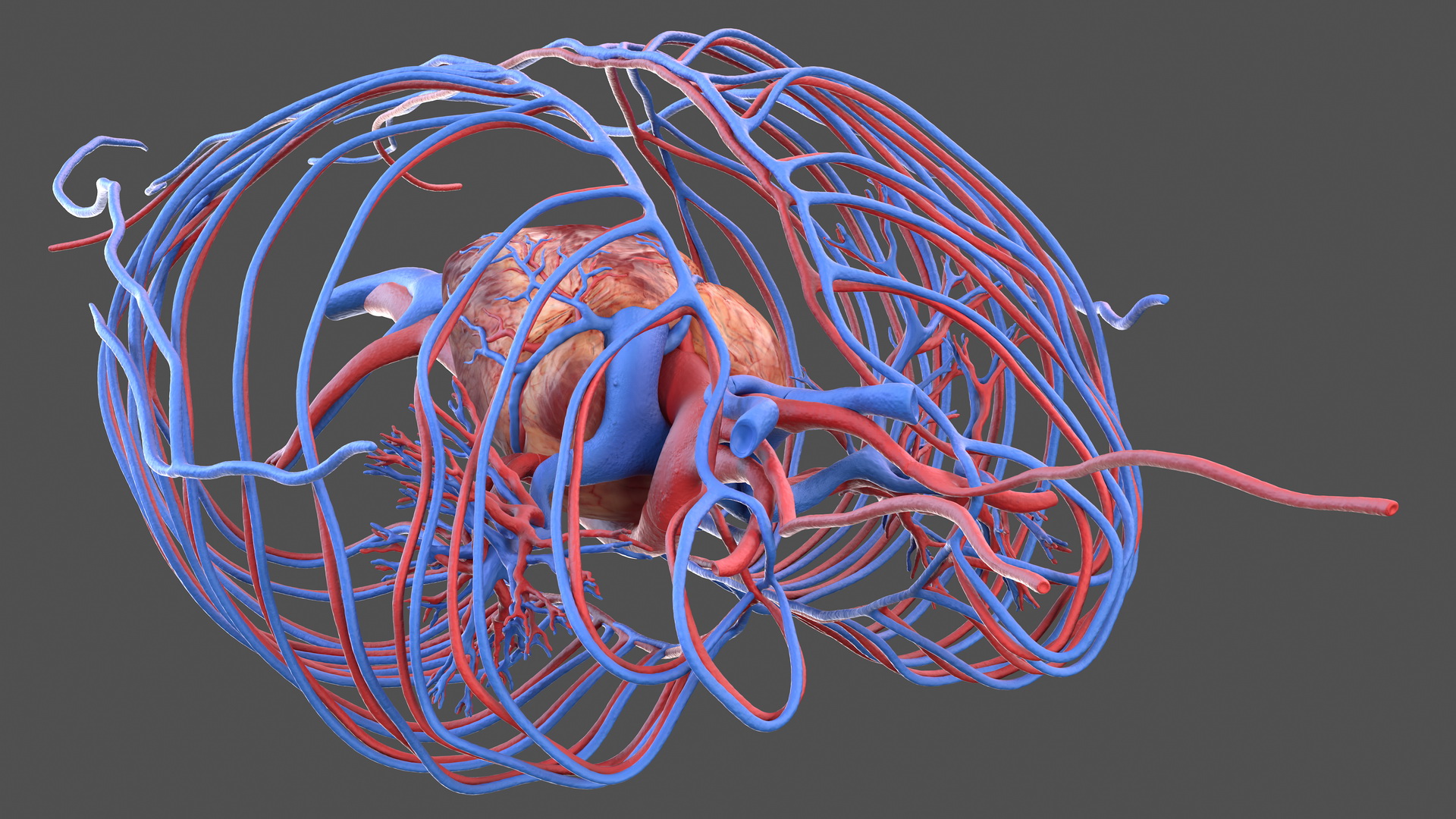 Human Cardiovascular System 3D
