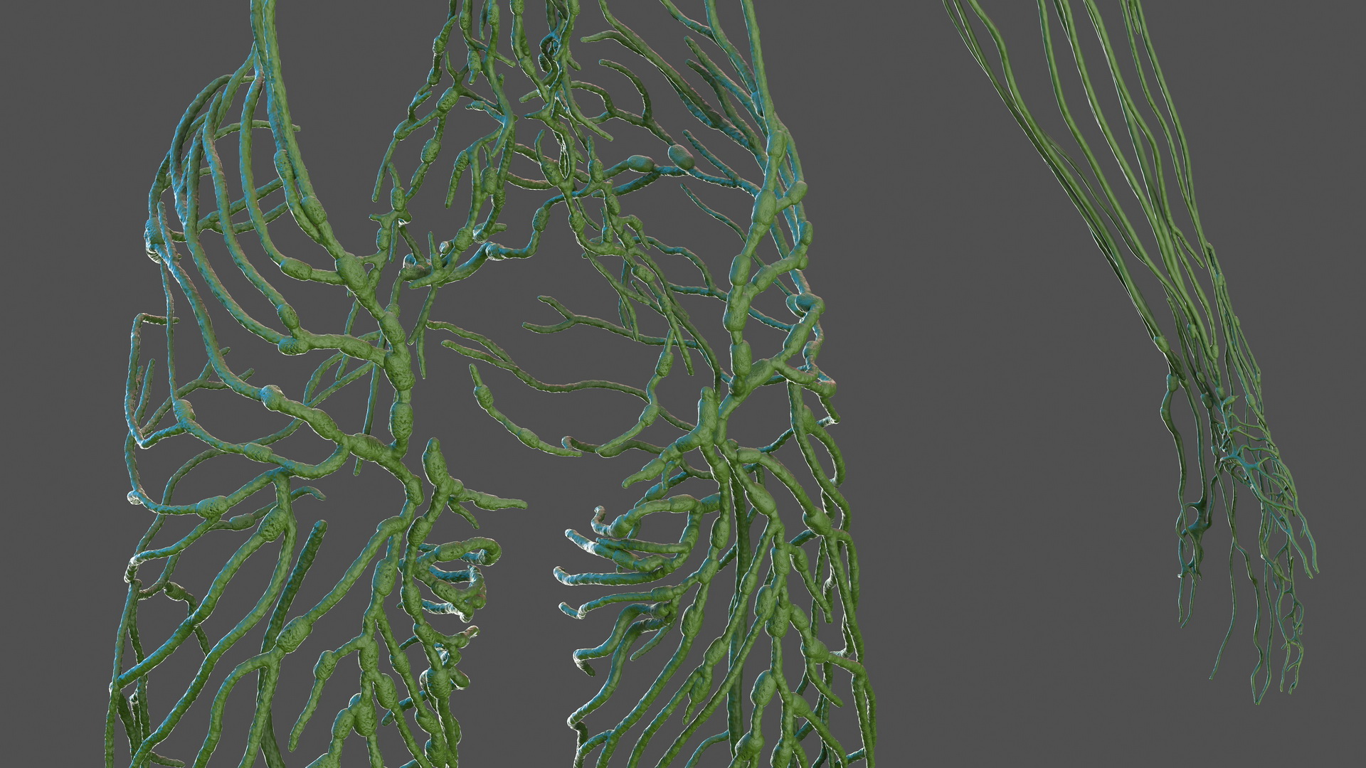 Male Skeleton and Lymphatic System 3D model