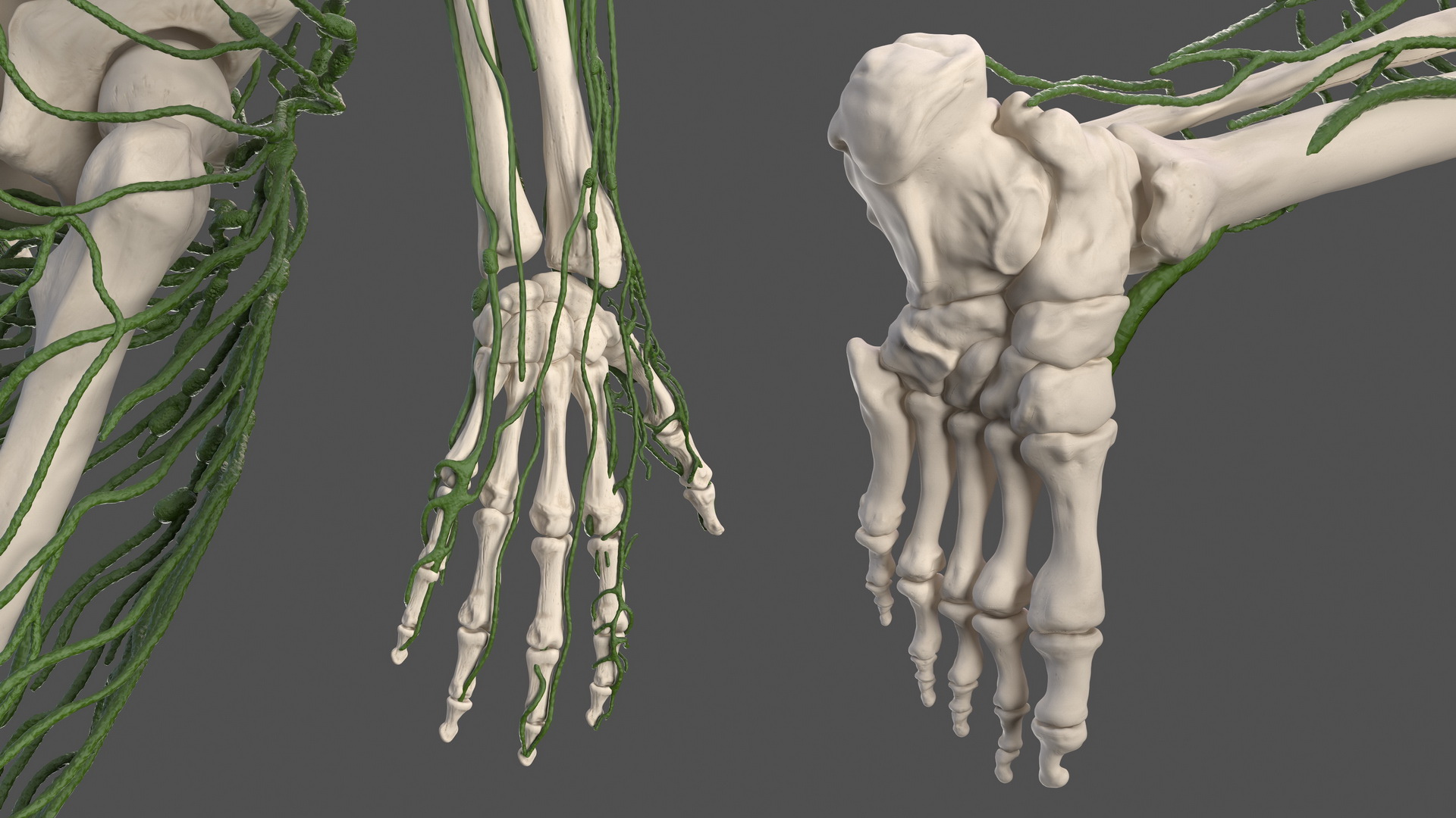Male Skeleton and Lymphatic System 3D model
