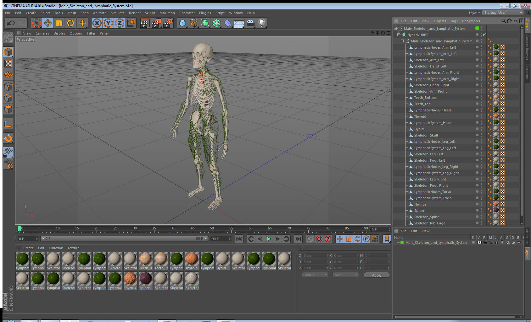 Male Skeleton and Lymphatic System 3D model